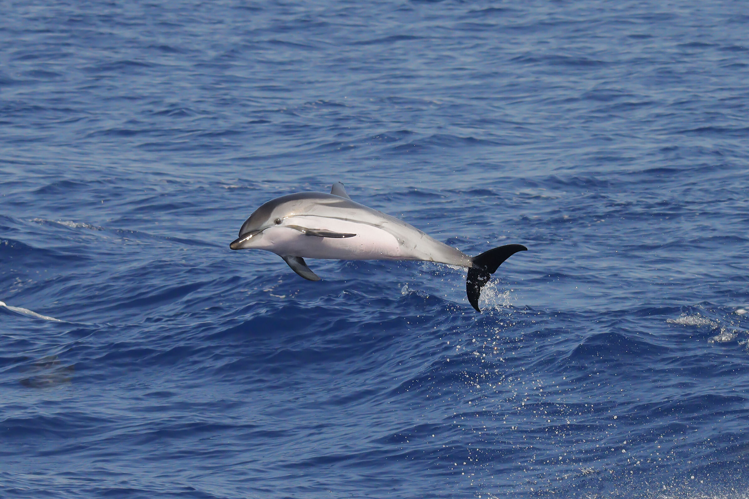 Striped dolphin, Coeruleoalba dolphin