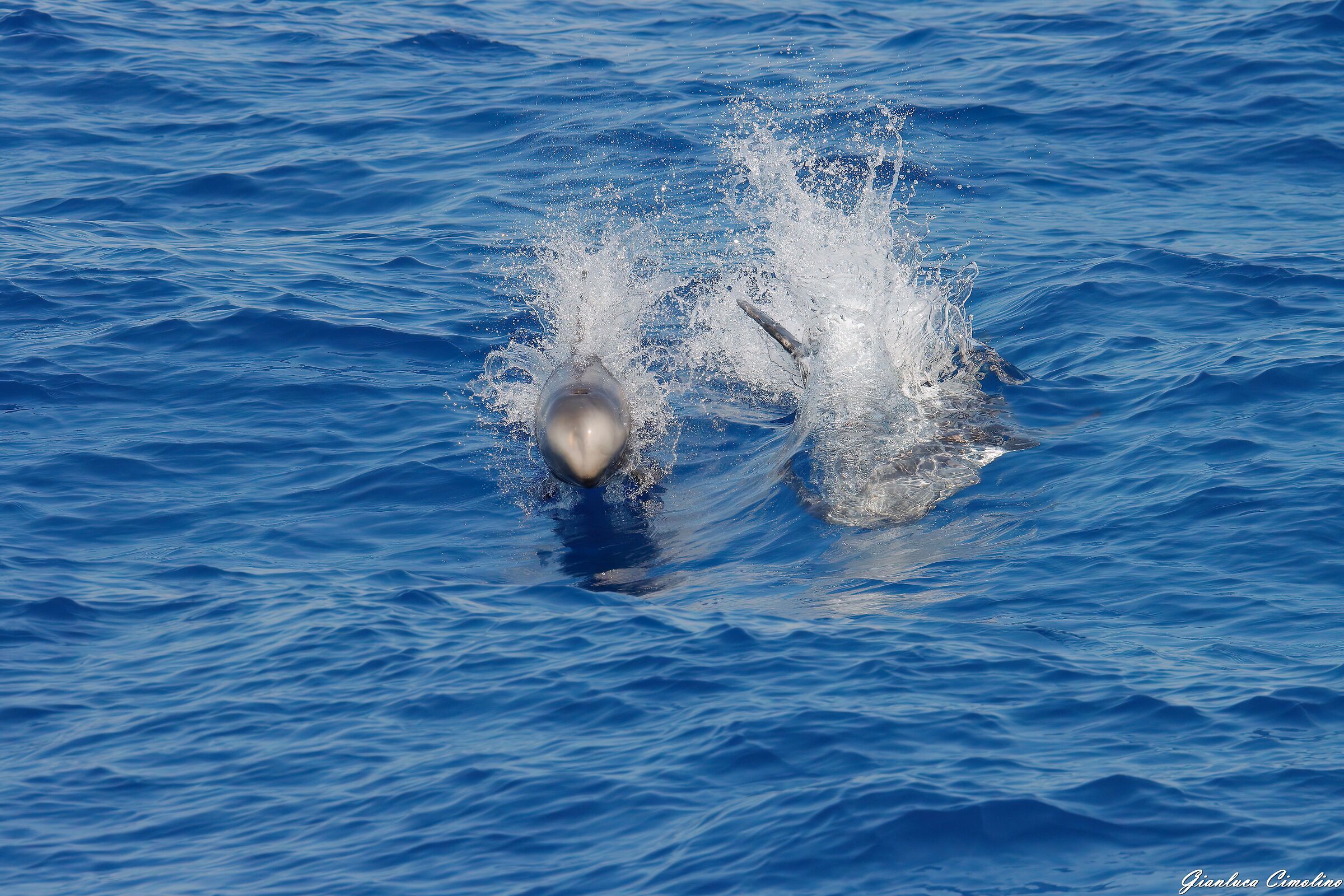 Grampo, Grampus Griseus