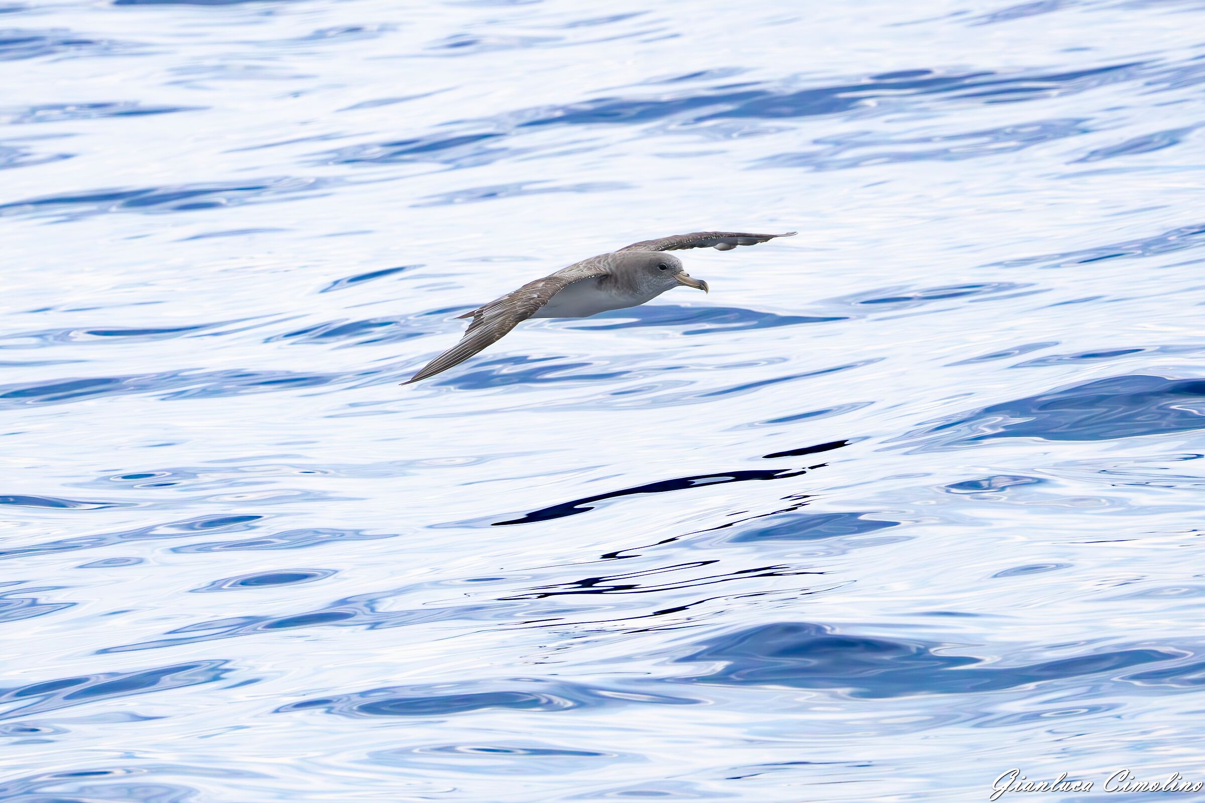 Berta Maggiore, Calonectris Diomedea