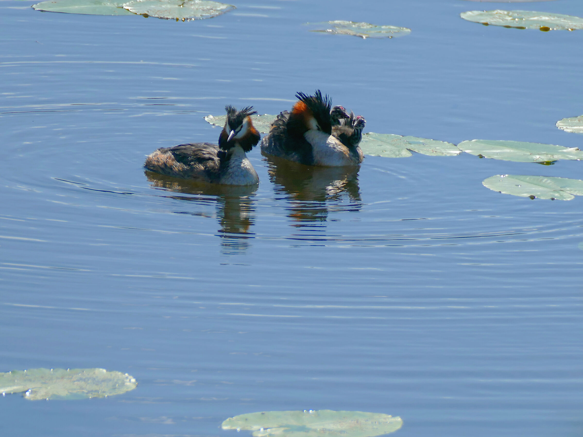 Grebes