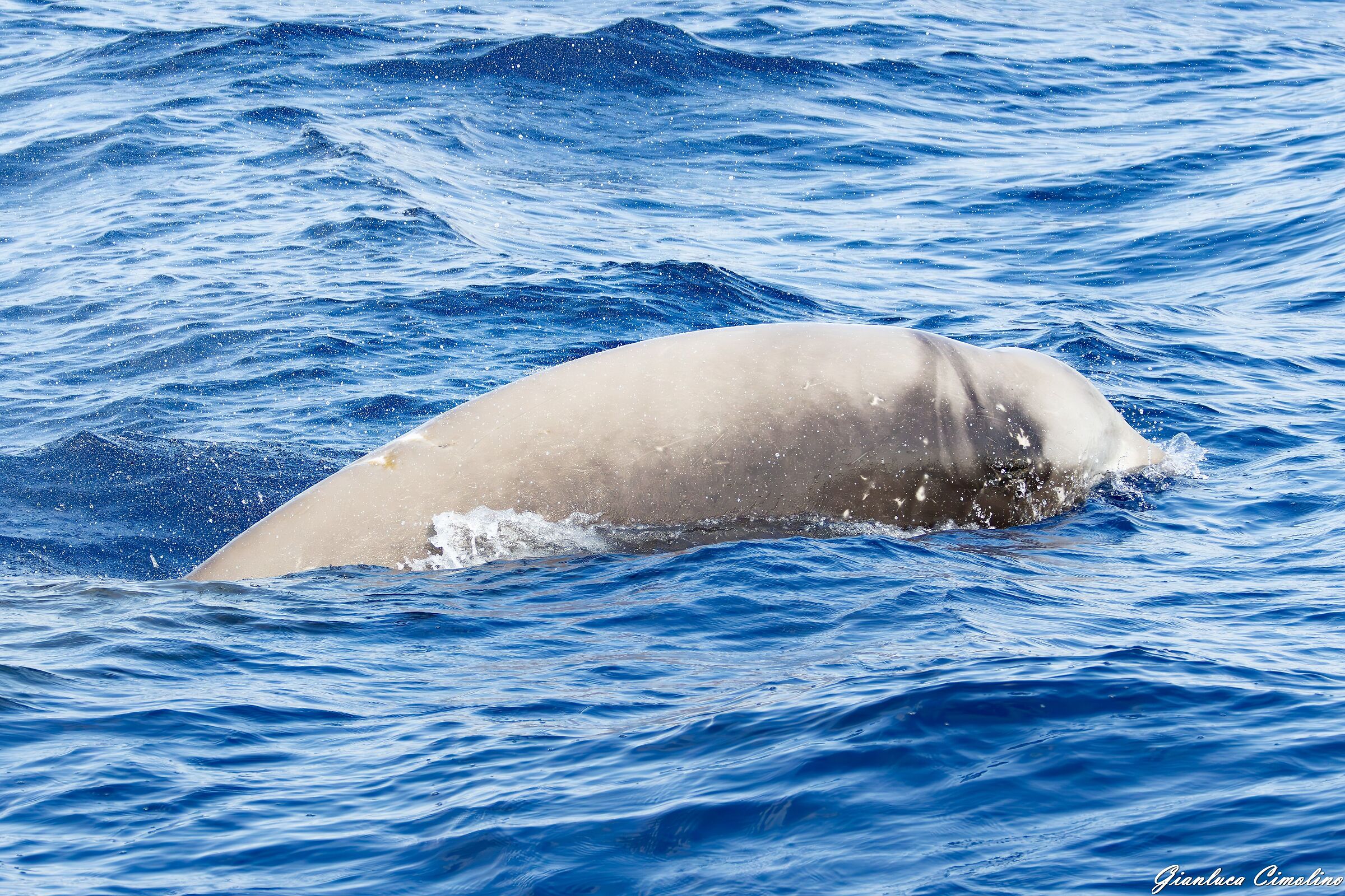 Cuvier's Cuvier's beaked whale, Ziphius Cavirostris