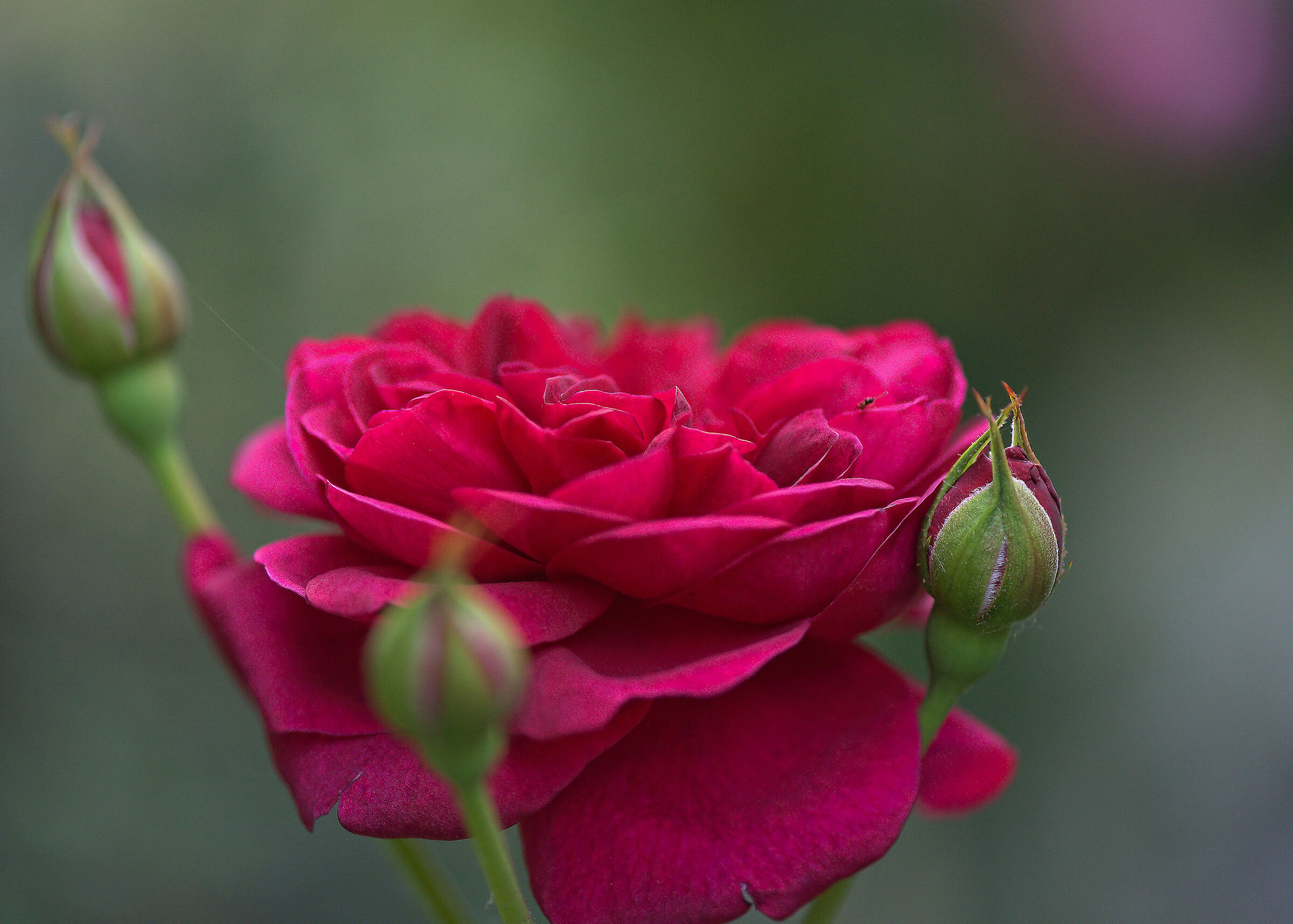 Monferrato D. Austin