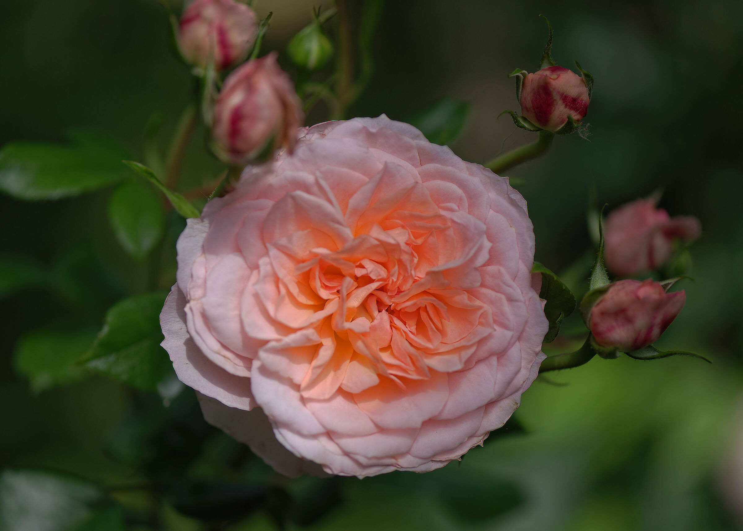 Rosa inglese