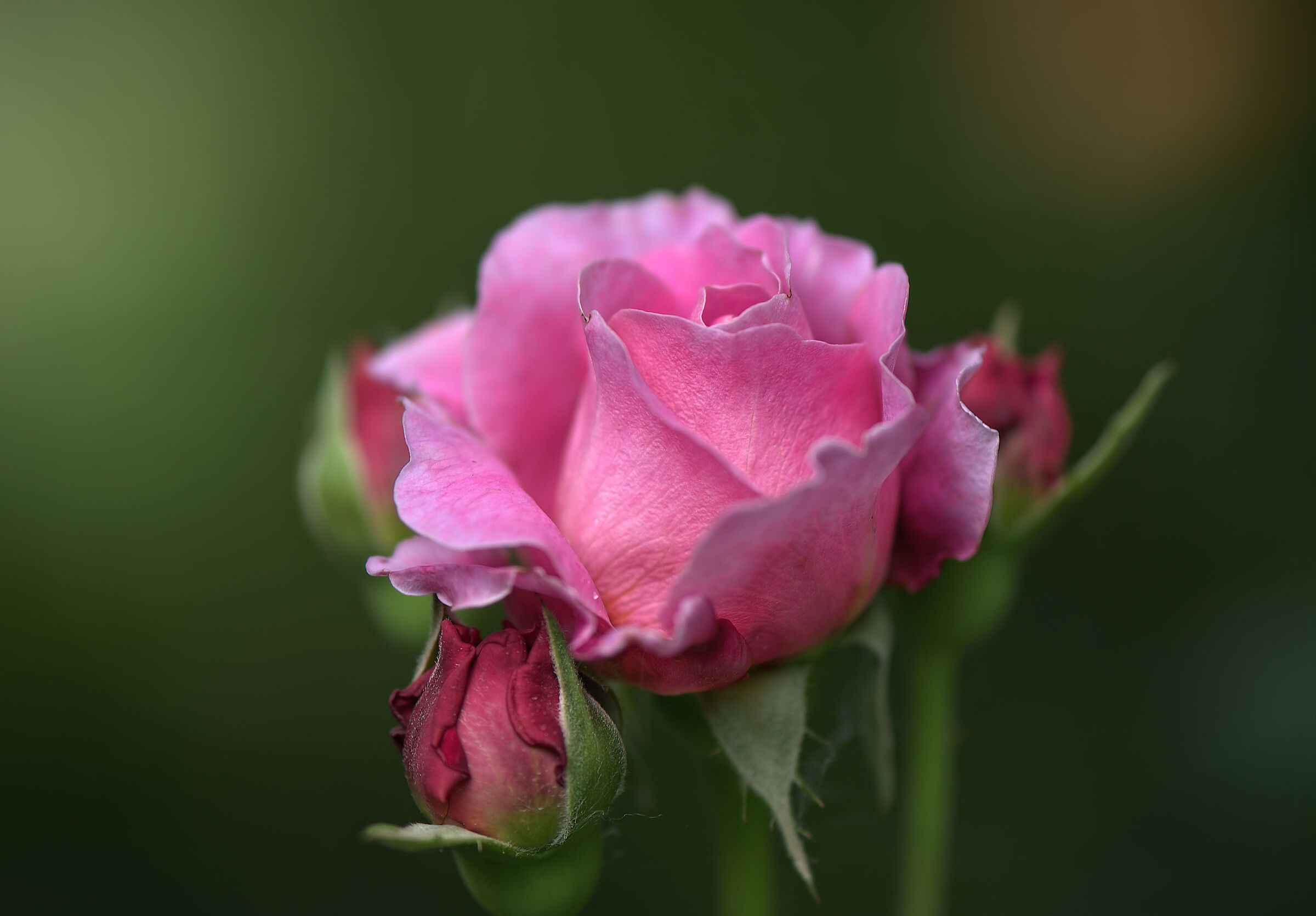 Rosa inglese
