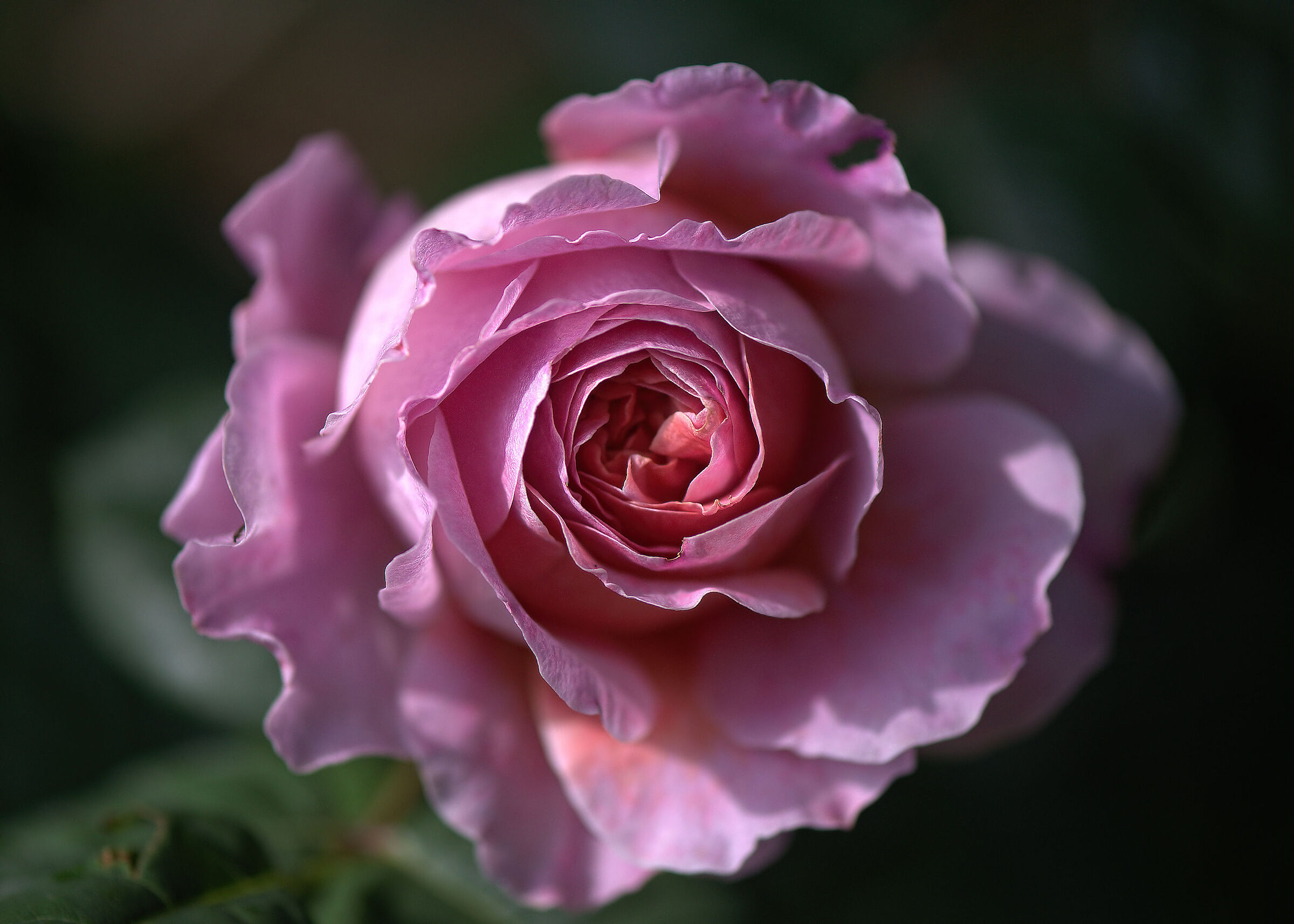 Rosa inglese