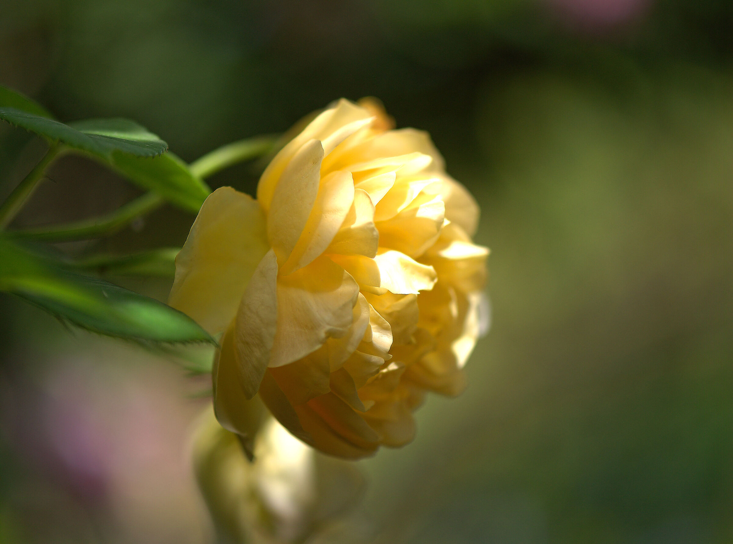 Graham Thomas D. Austin