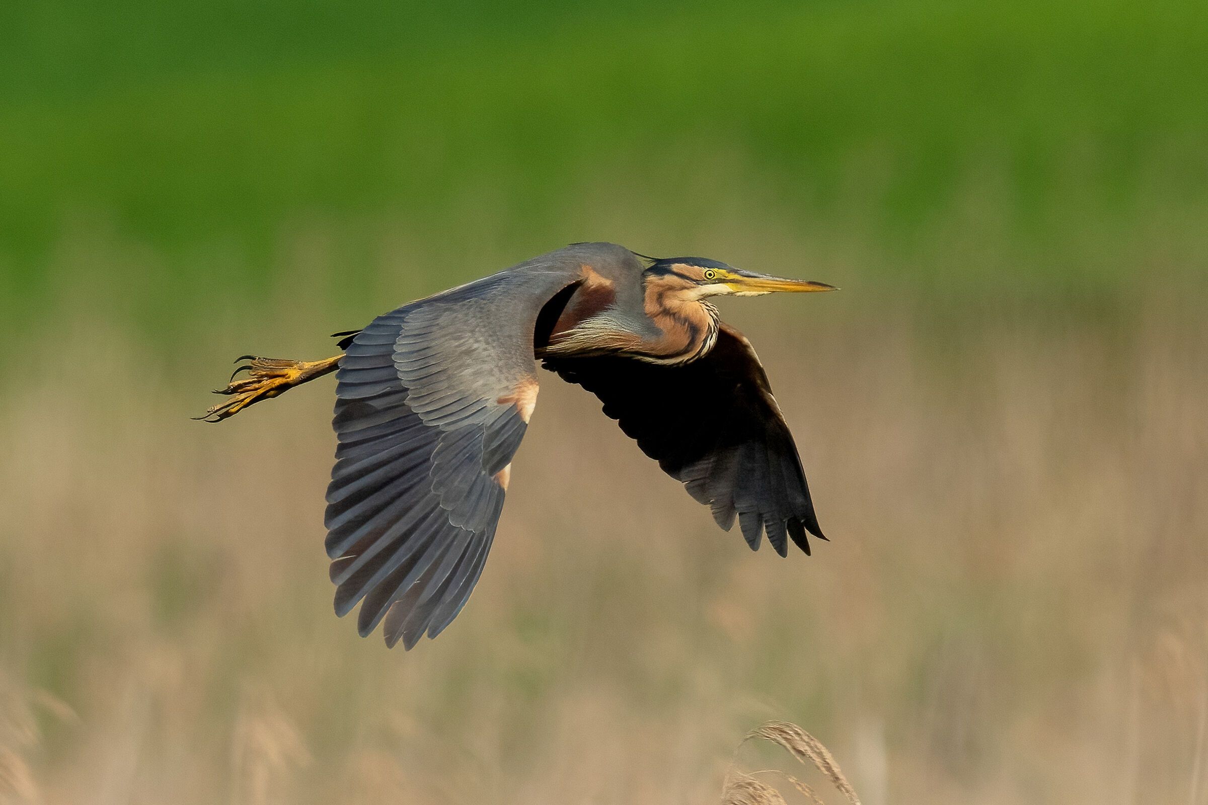 Airone rosso (Ardea purpurea)