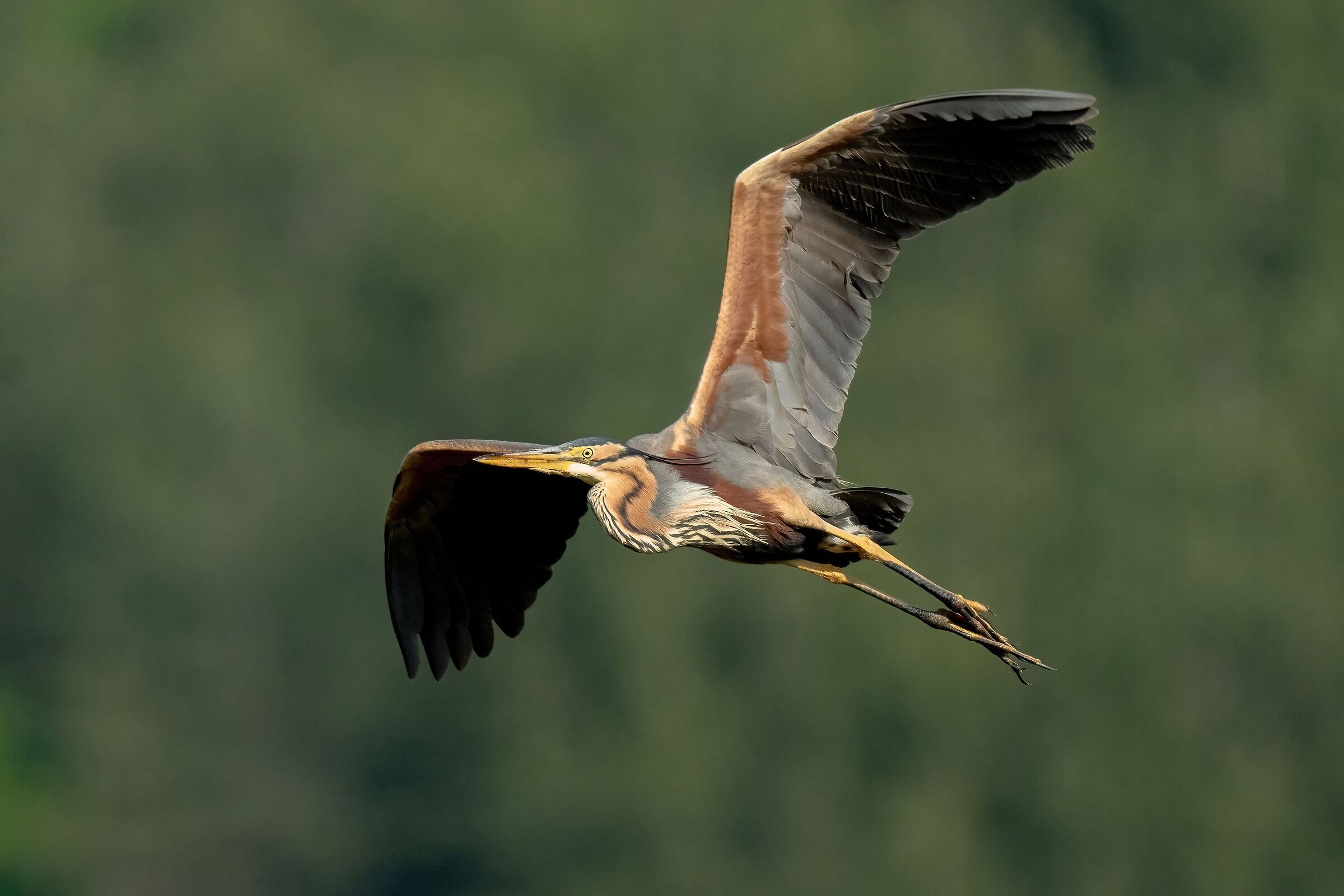 Purple heron (Ardea purpurea)