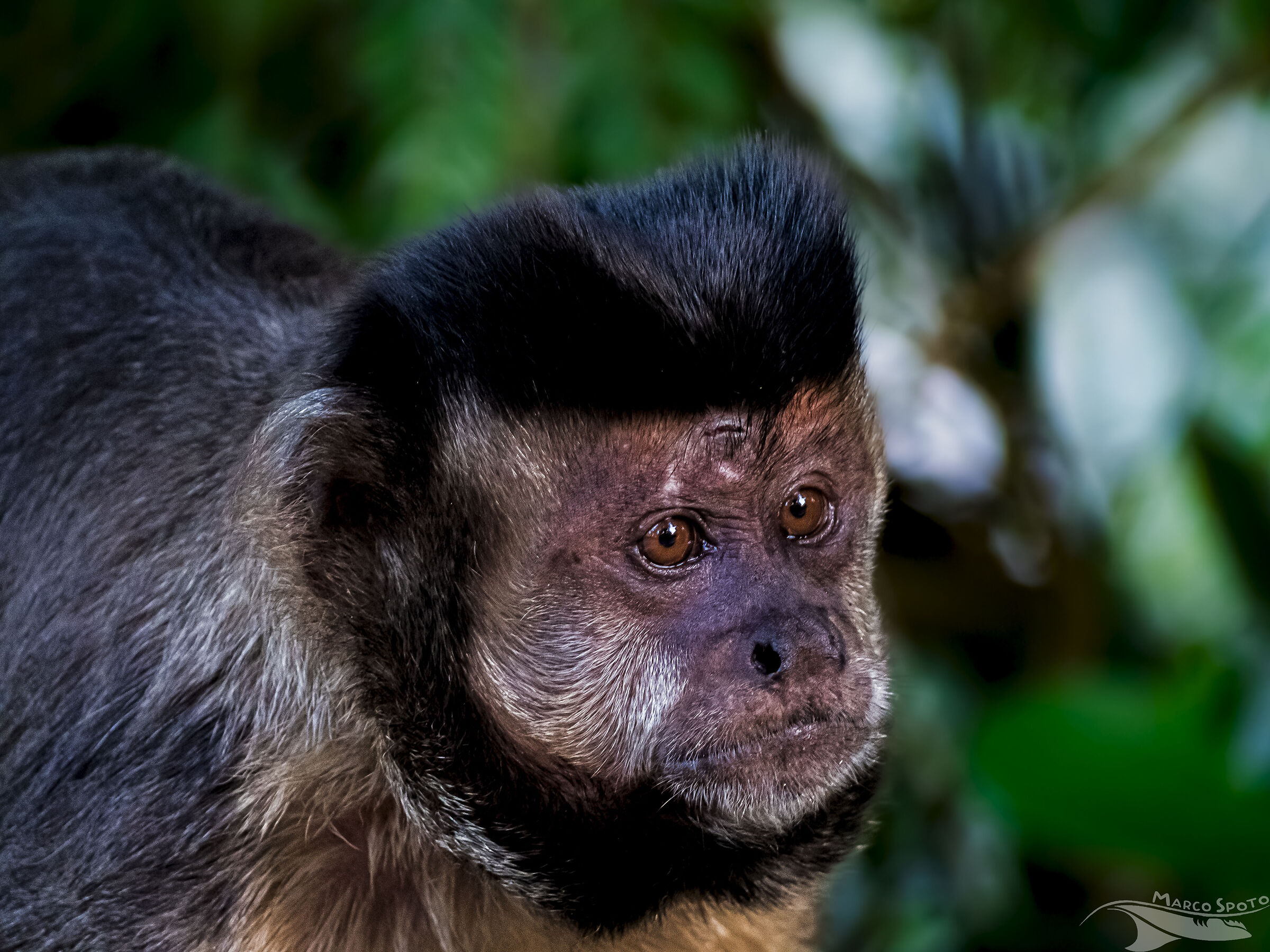 il capuccino dal ciuffo nero (Sapajus nigritus)