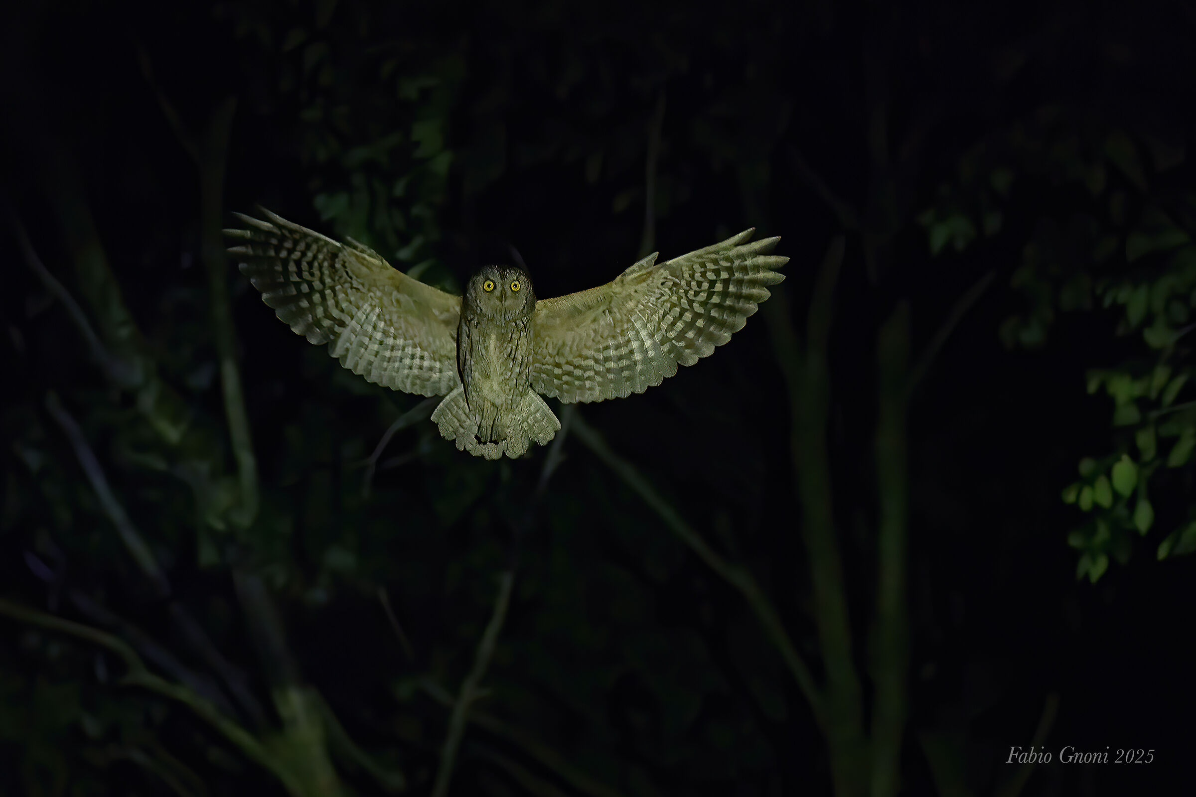Assiolo "spirit"
