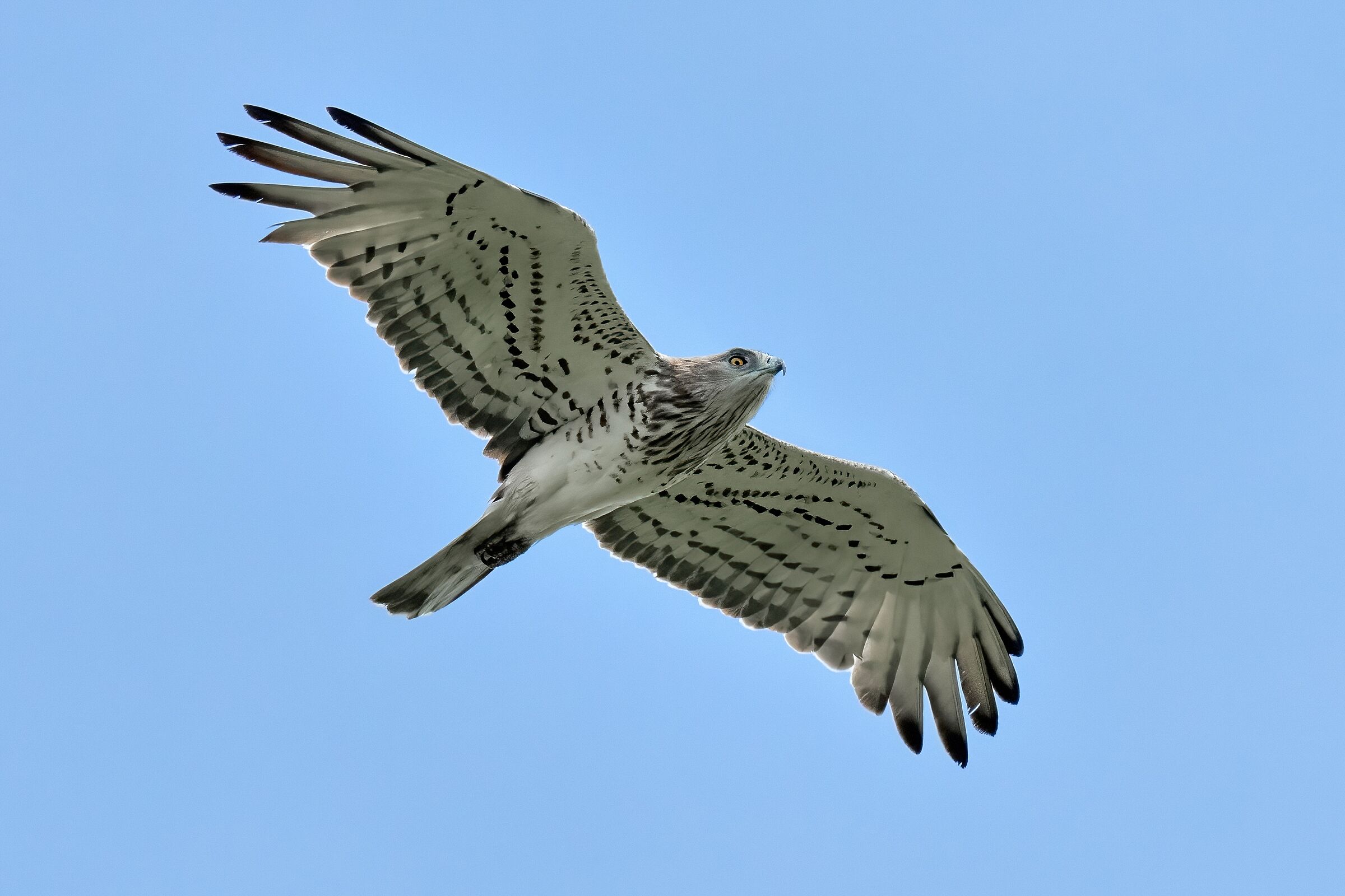 Biancone o Aquila dei serpenti (Circaetus gallicus)
