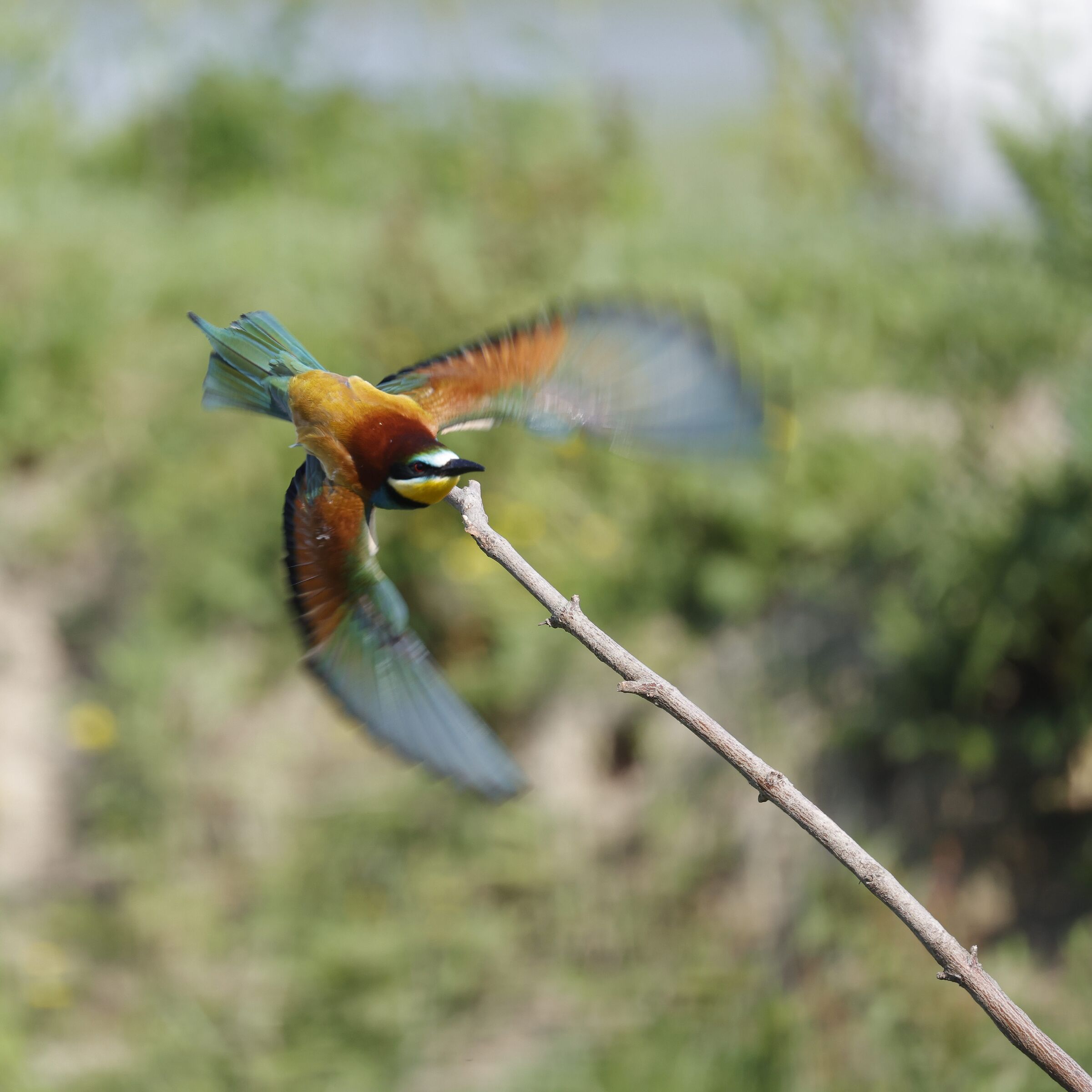 Bee-eater