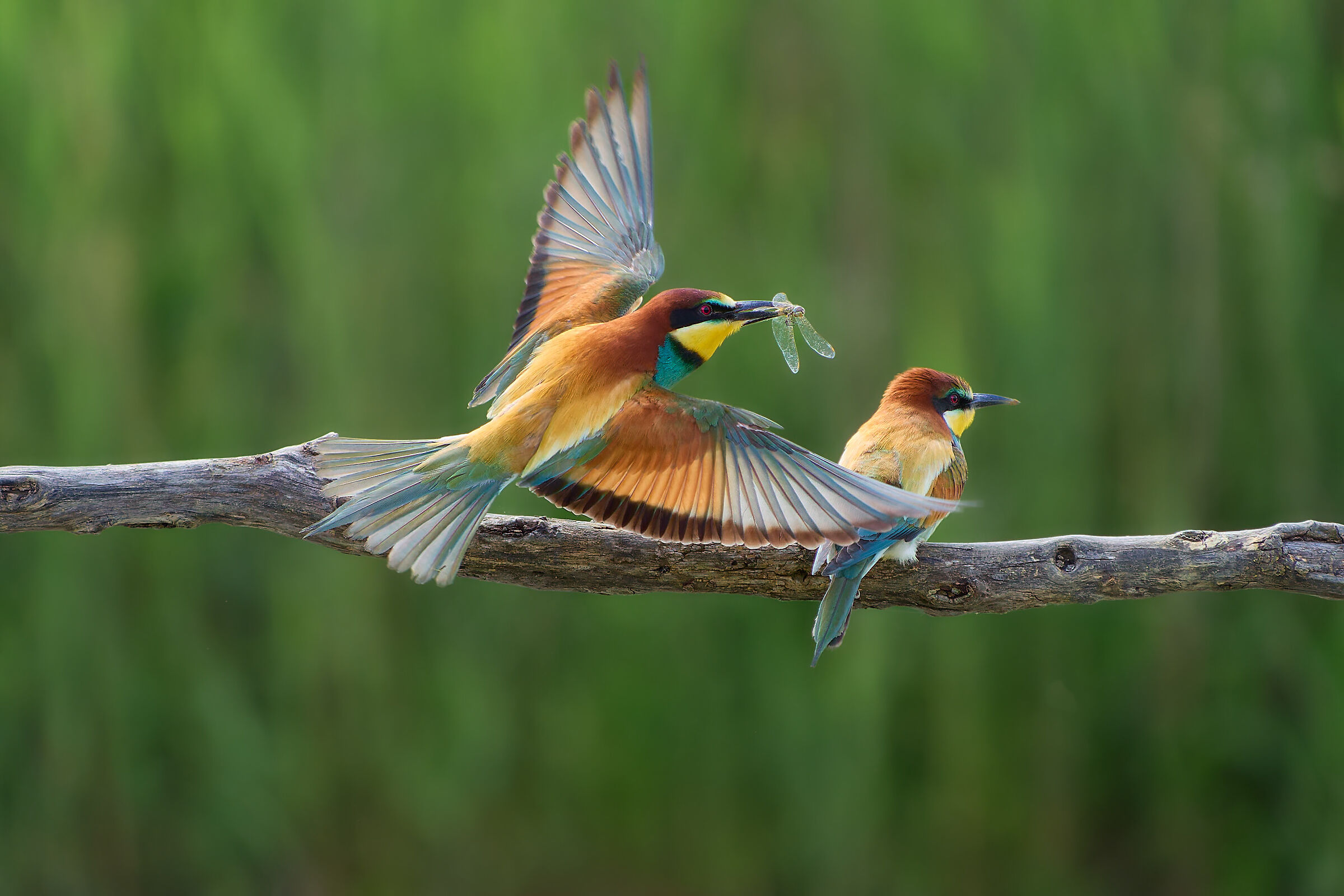 Bee-eaters