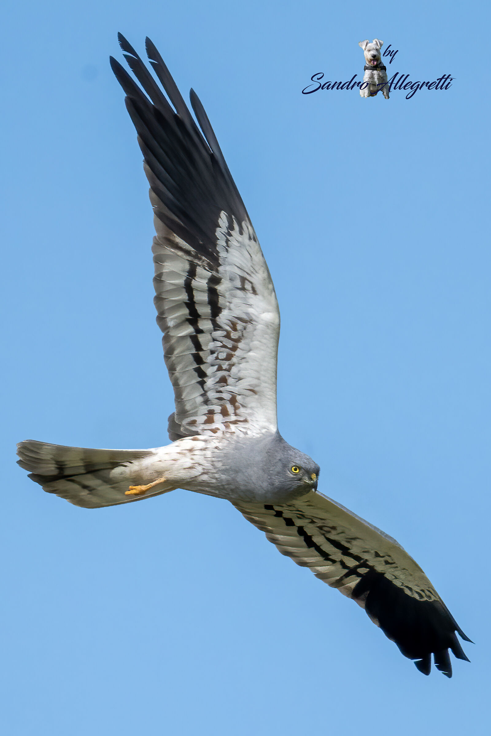 L'albanella minore (Circus pygargus)