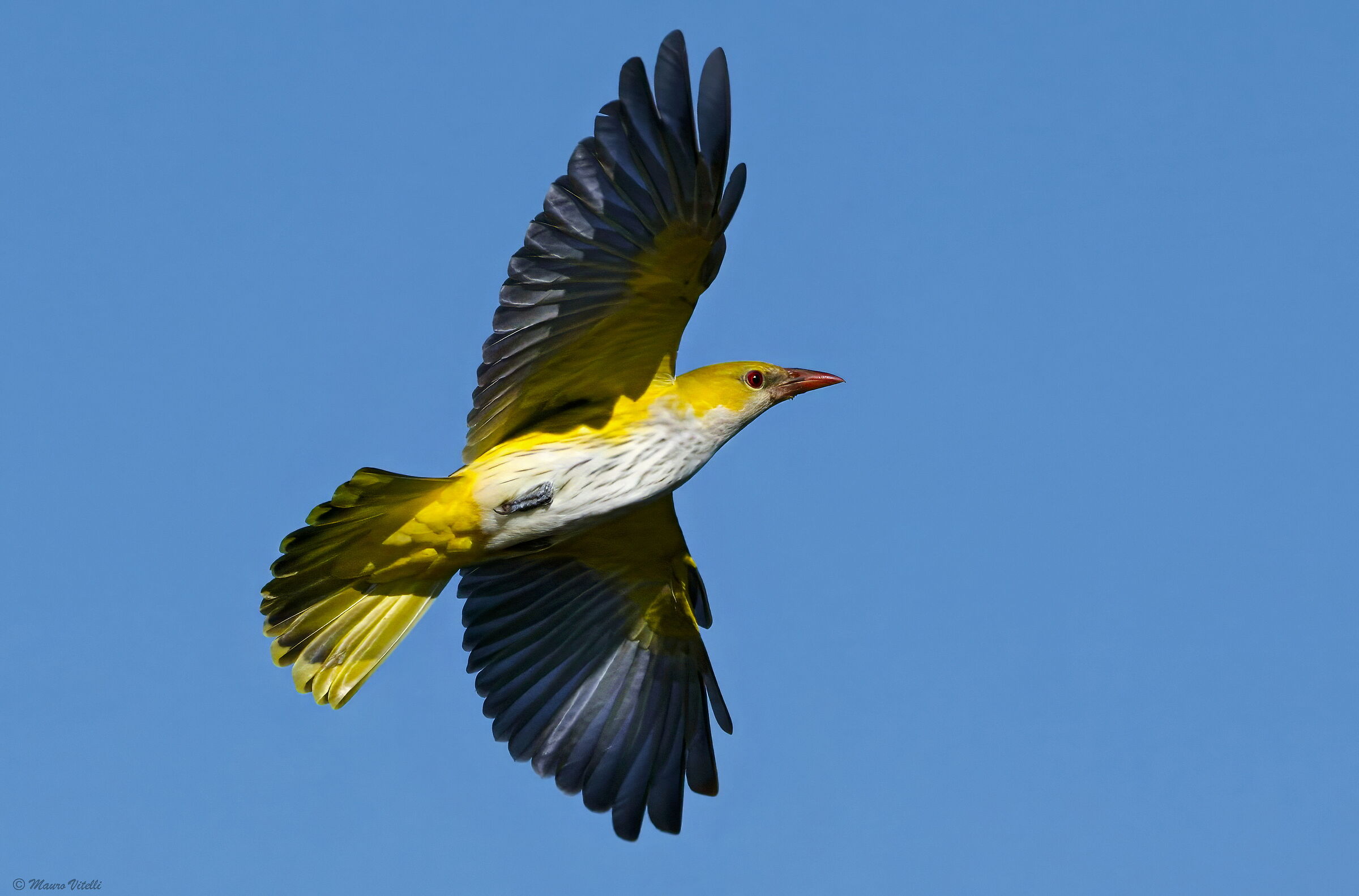 Golden Oriole (Oriolus oriolus)