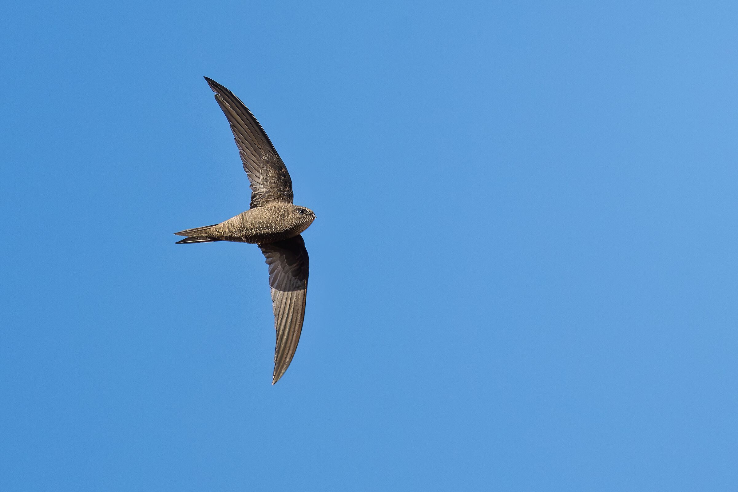Unicolor swift