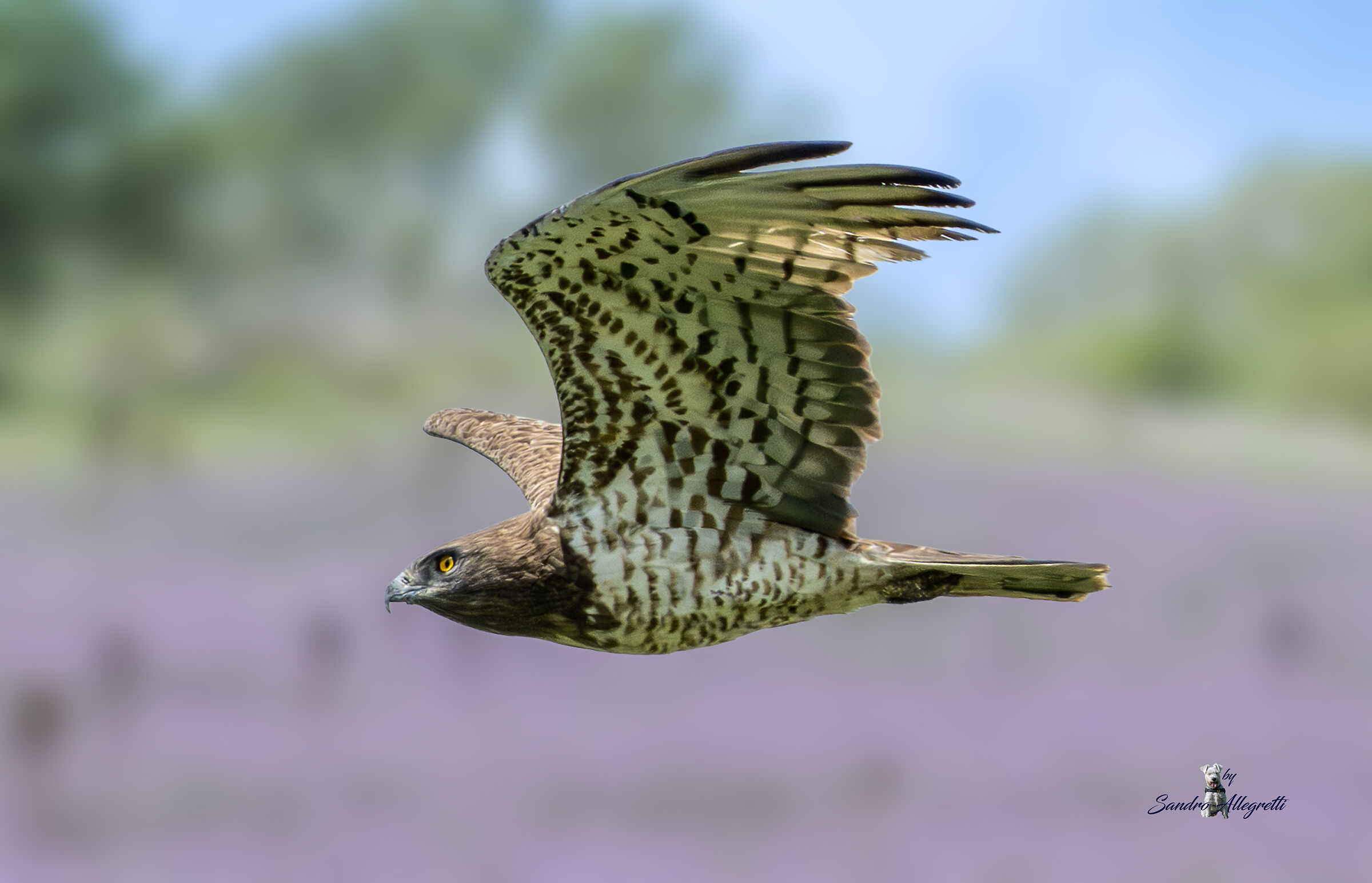 Il biancone (Circaetus gallicus)