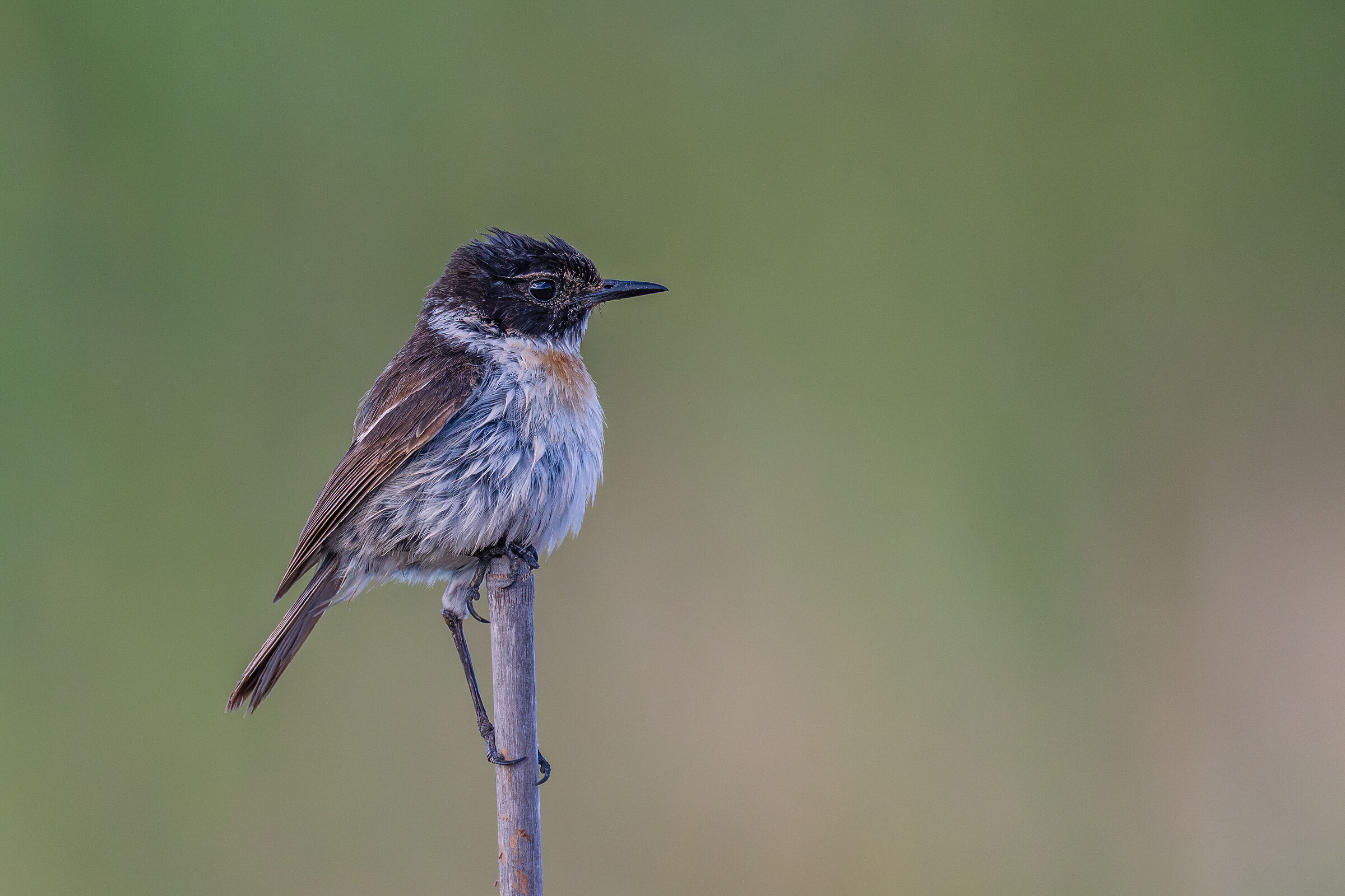 Canarian Stonechatter