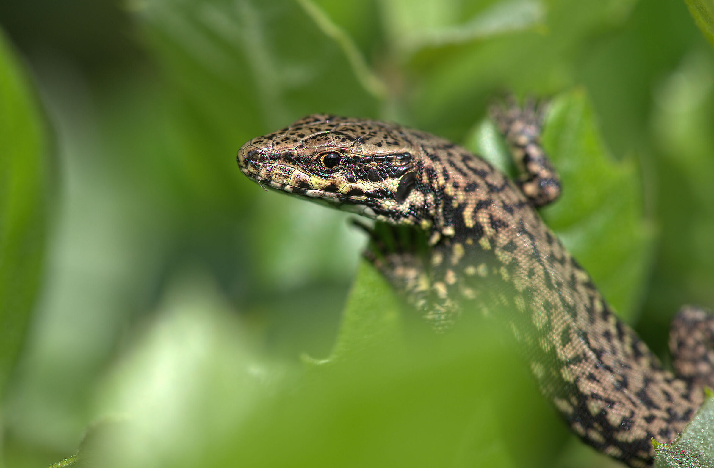 Wall lizard