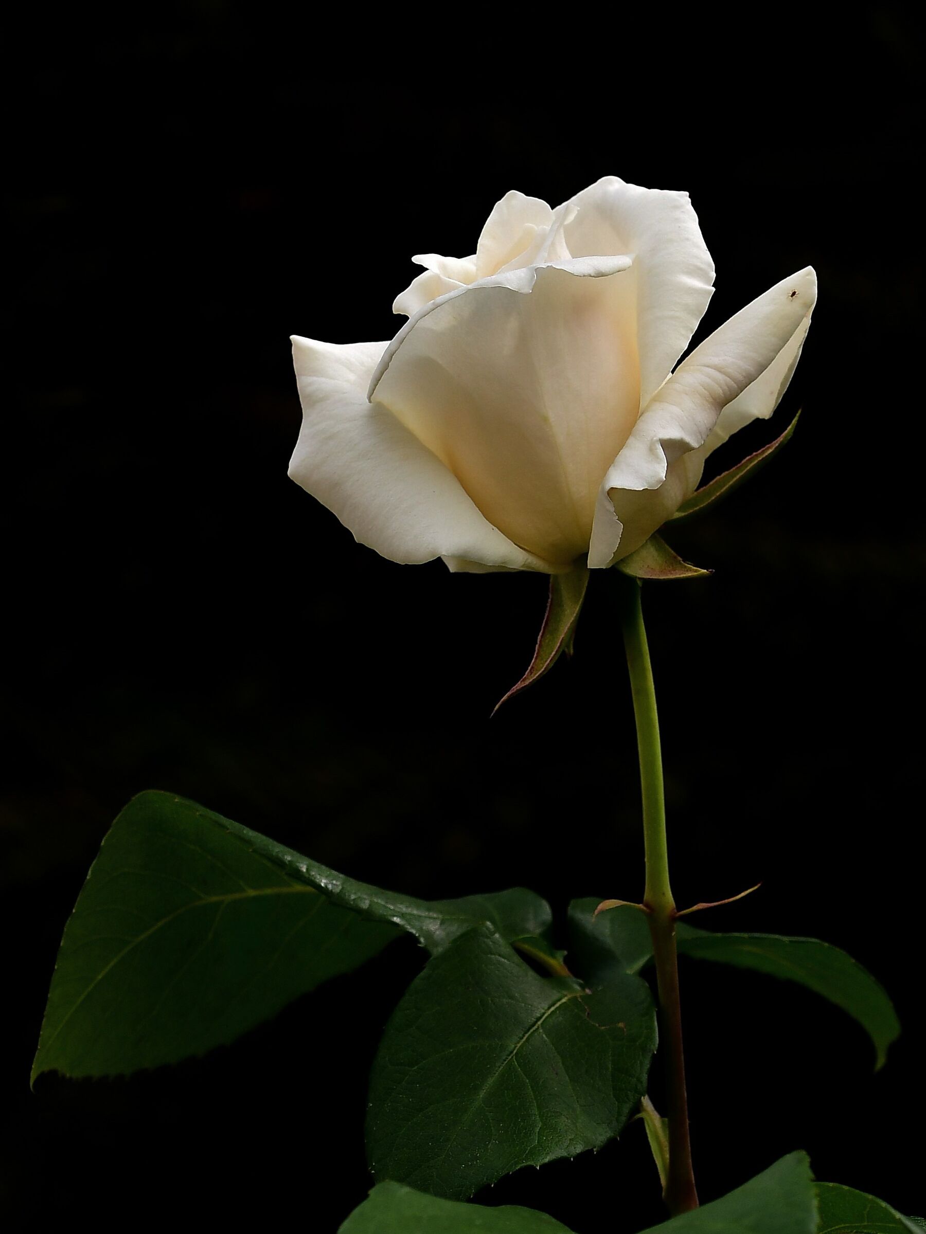 Rosa con ospite (piccolo ma c'è )