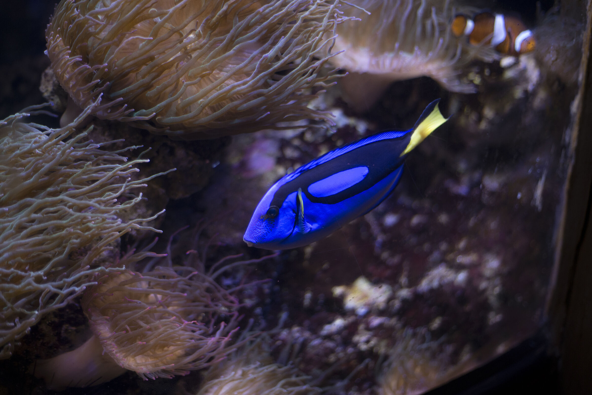 Pesce chirurgo blu