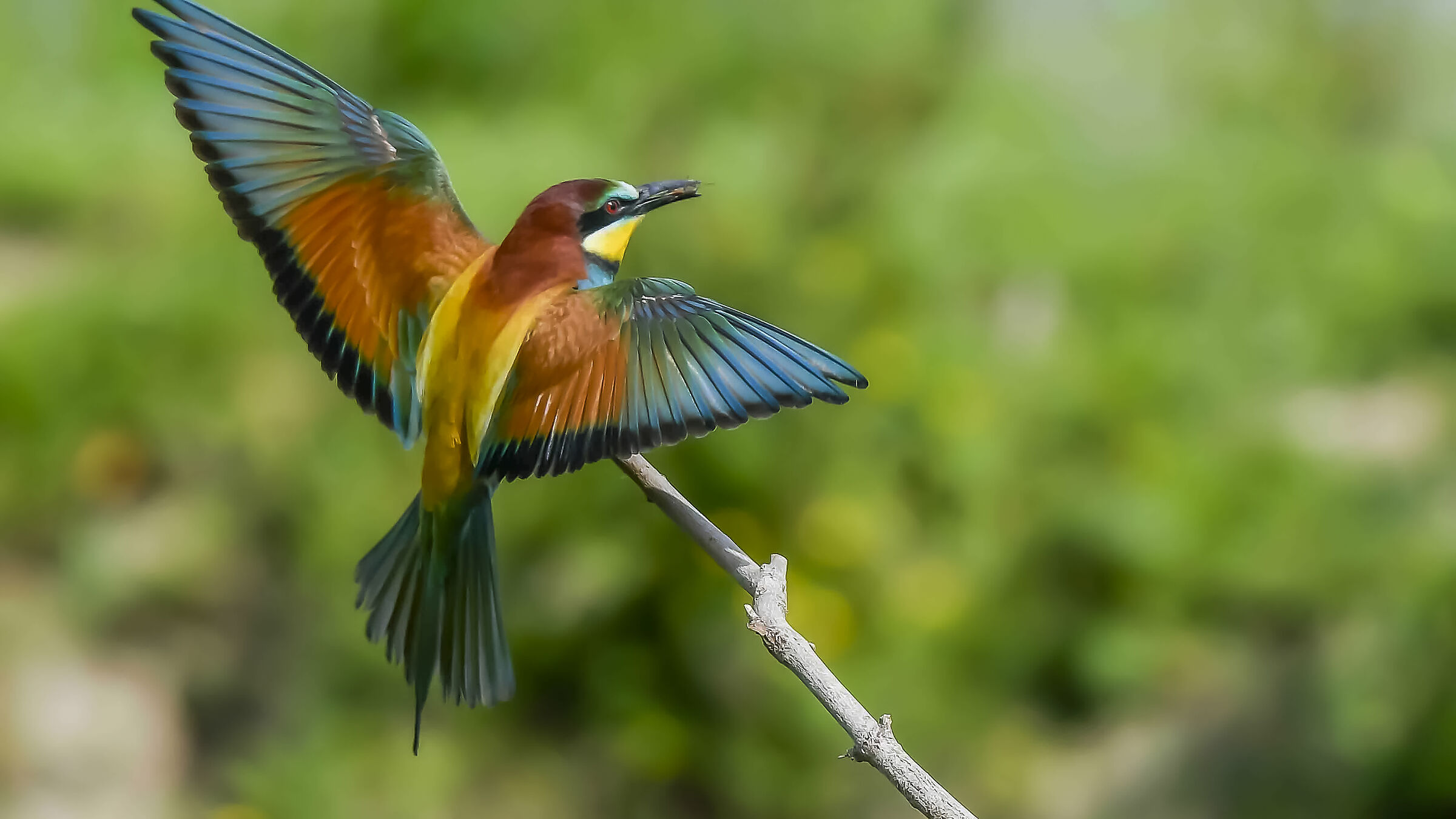 Time for Bee-eaters !!