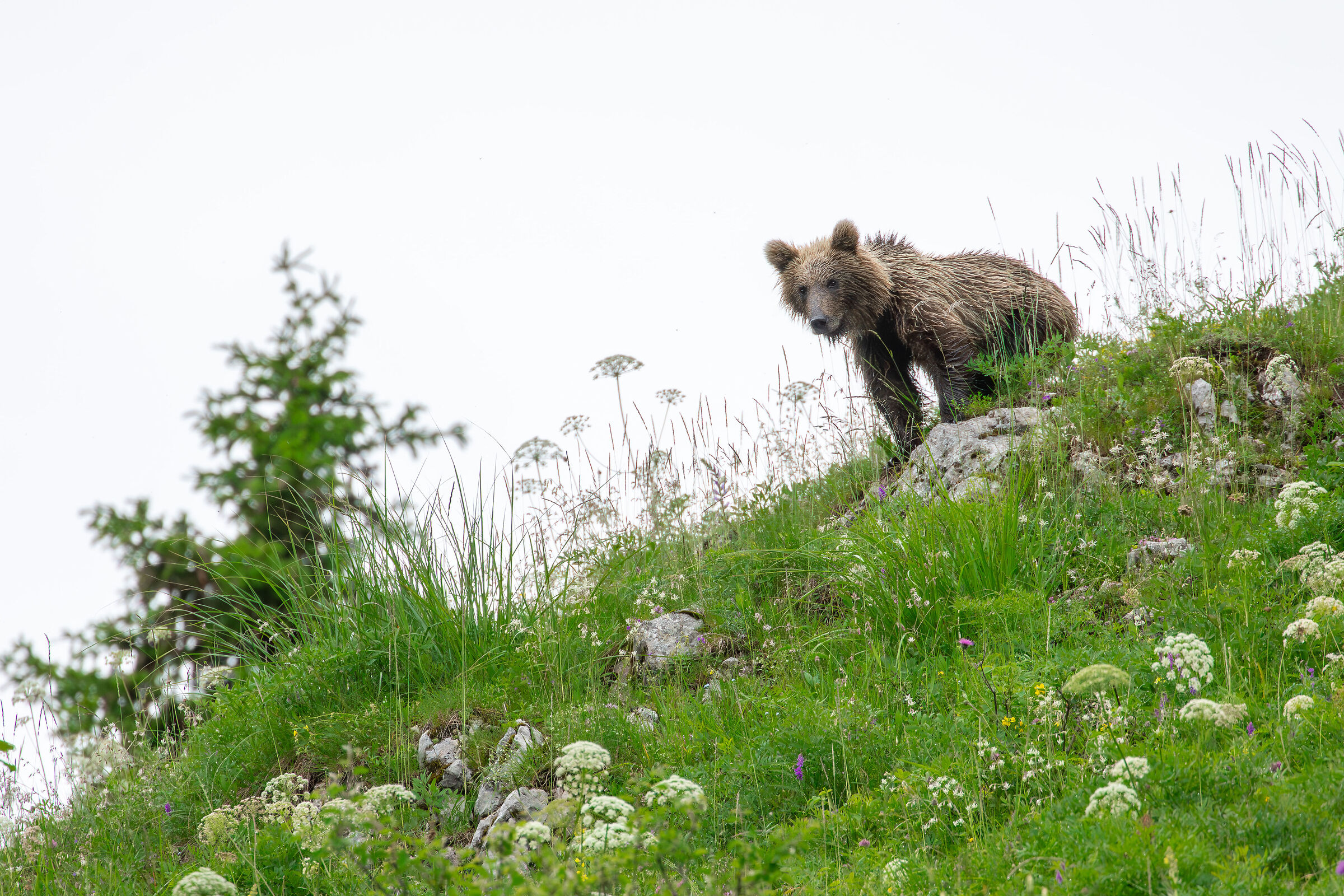 TRA LE NEBIE, L'ORSO  - Parco Adamello Brenta