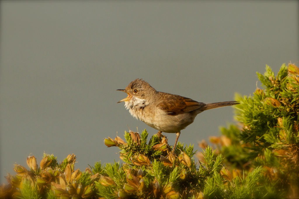 Sterpazzola - Sylvia communis