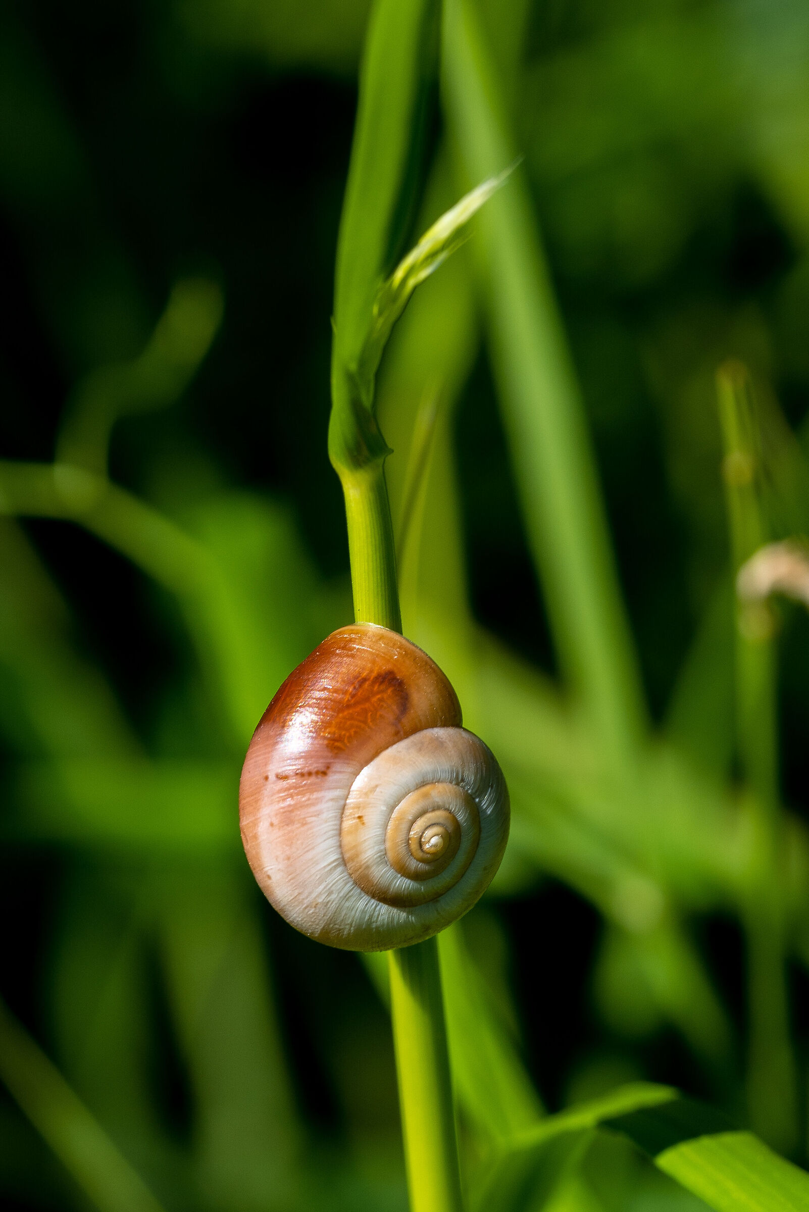 Senza Titolo