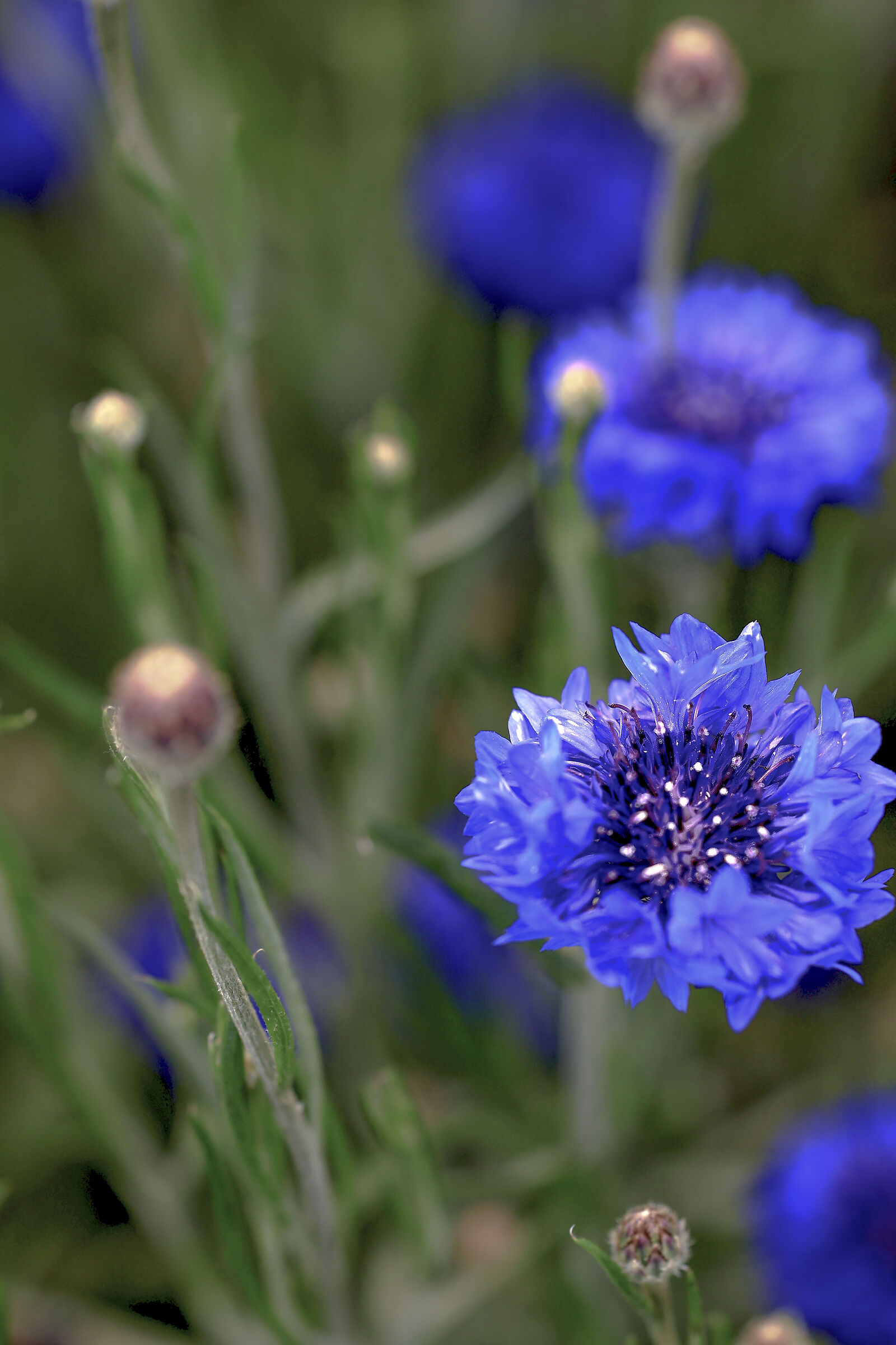 Cornflower.