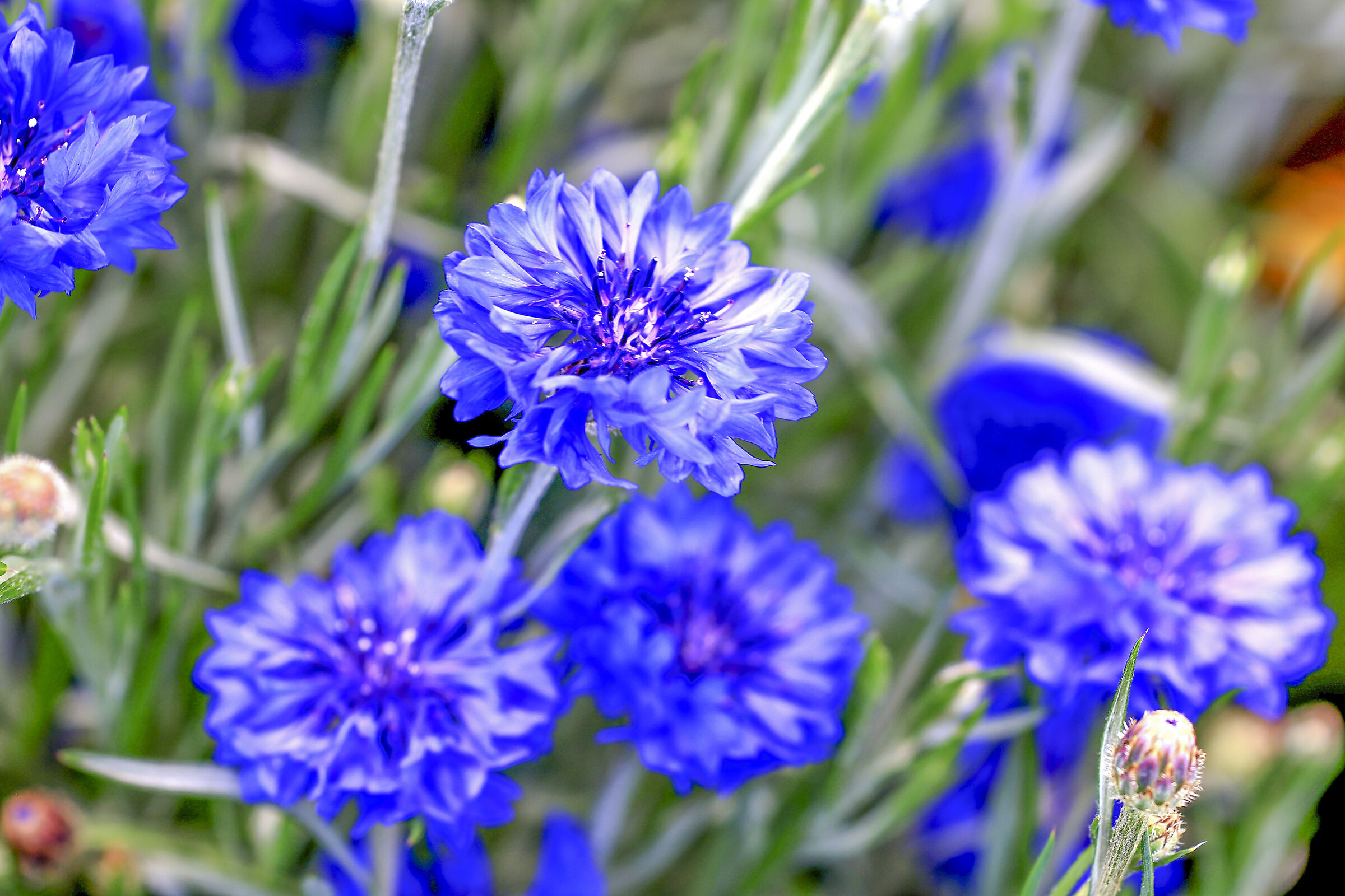 Cornflowers.