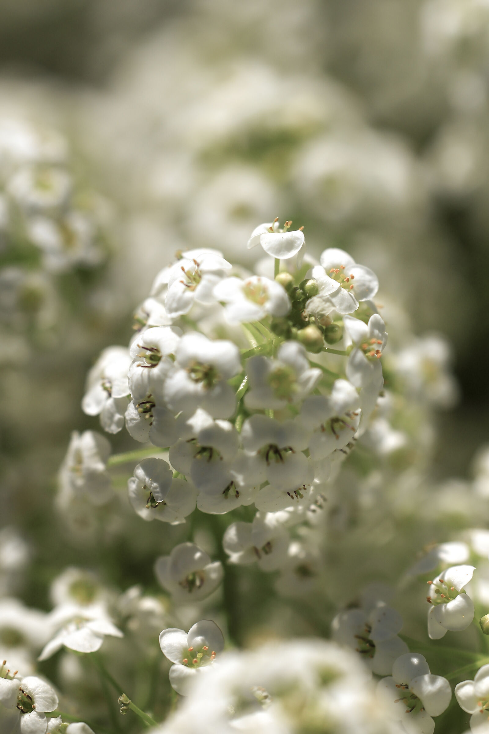 Alyssum.