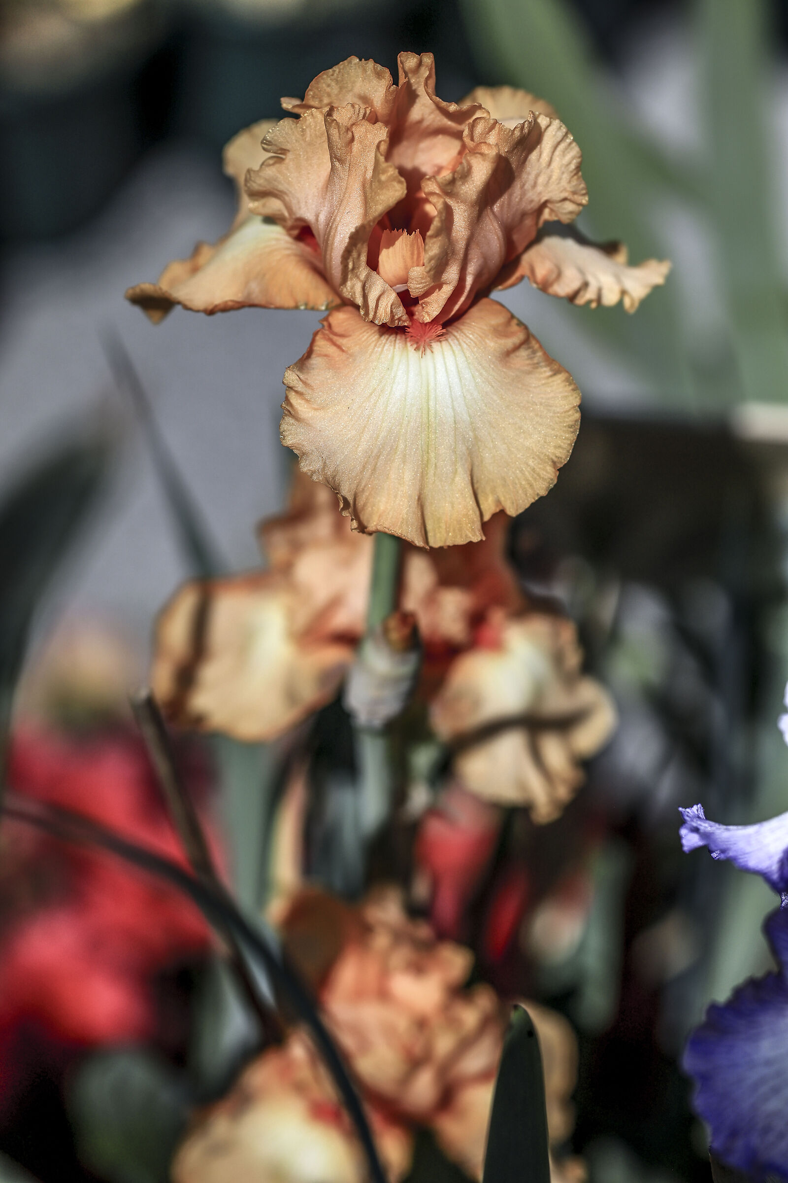 Golden iris.