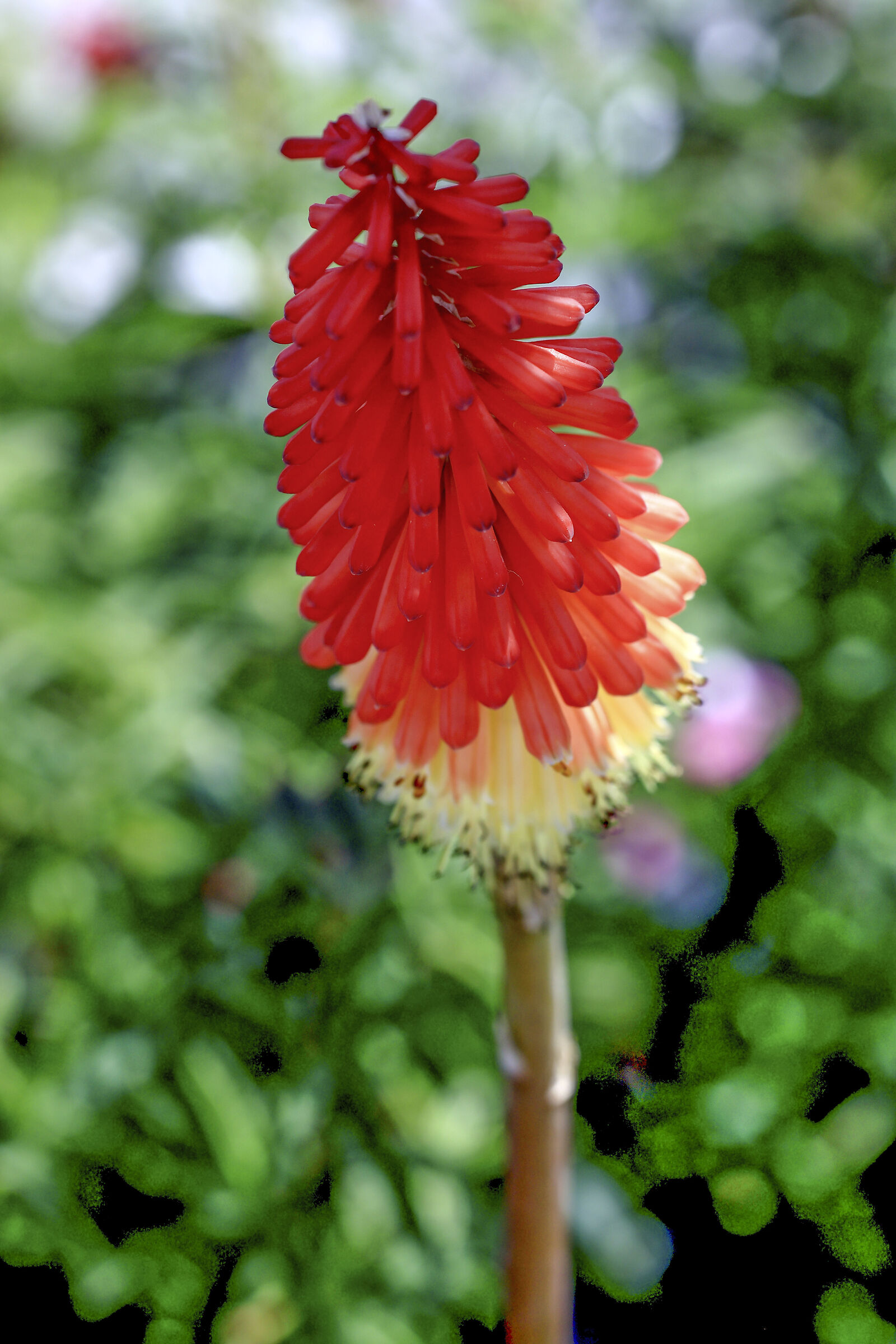 Torch Lily.