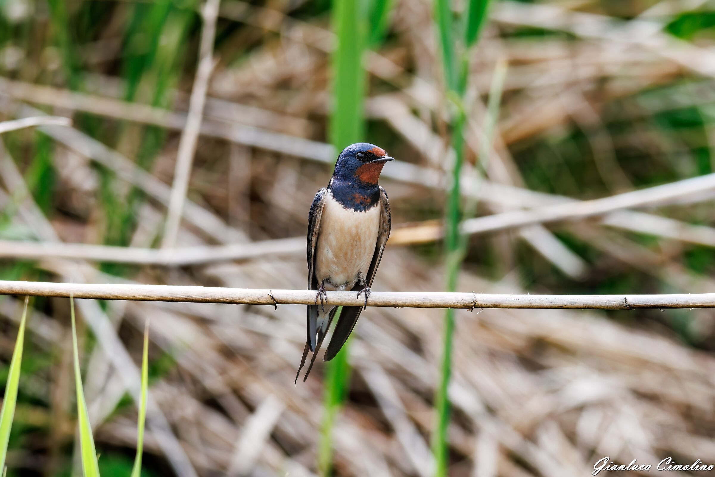 Rondine, Hirundo Rustica