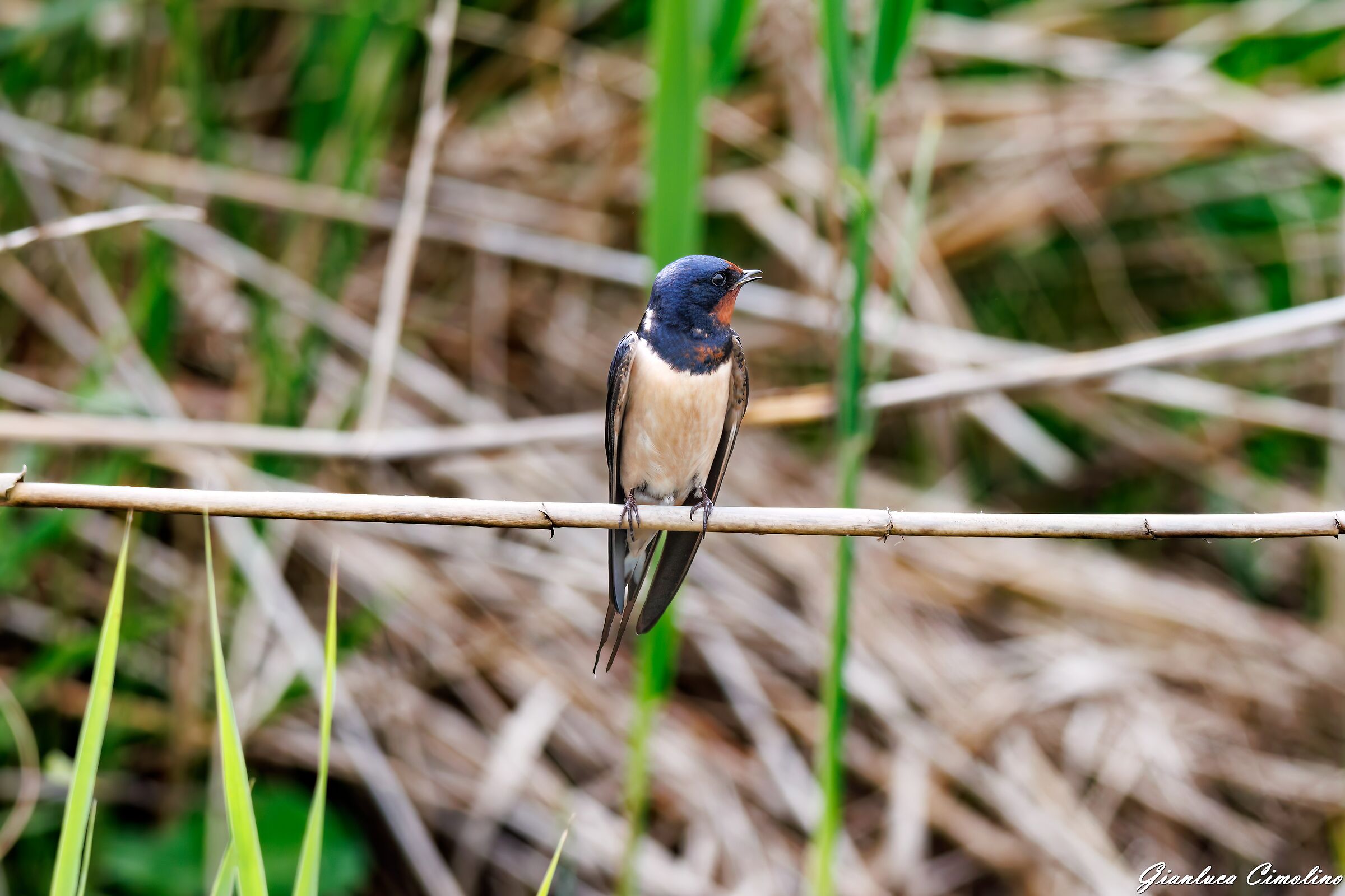 Rondine, Hirundo Rustica