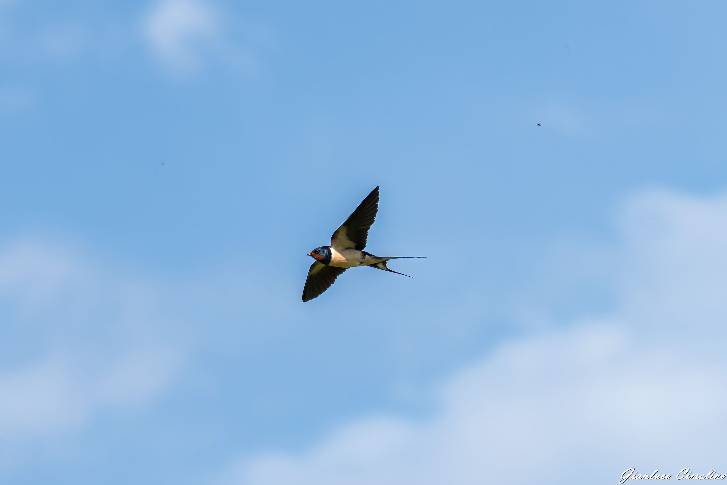 Rondine, Hirundo Rustica