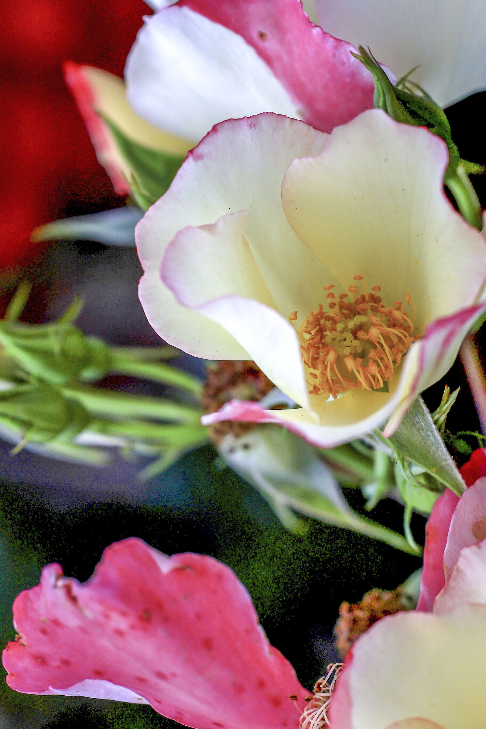 Rosa Gigantea.