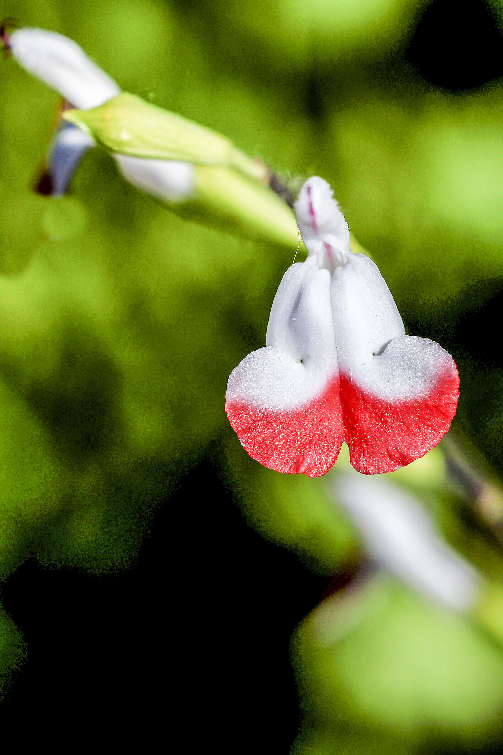 Salvia Microphilla.