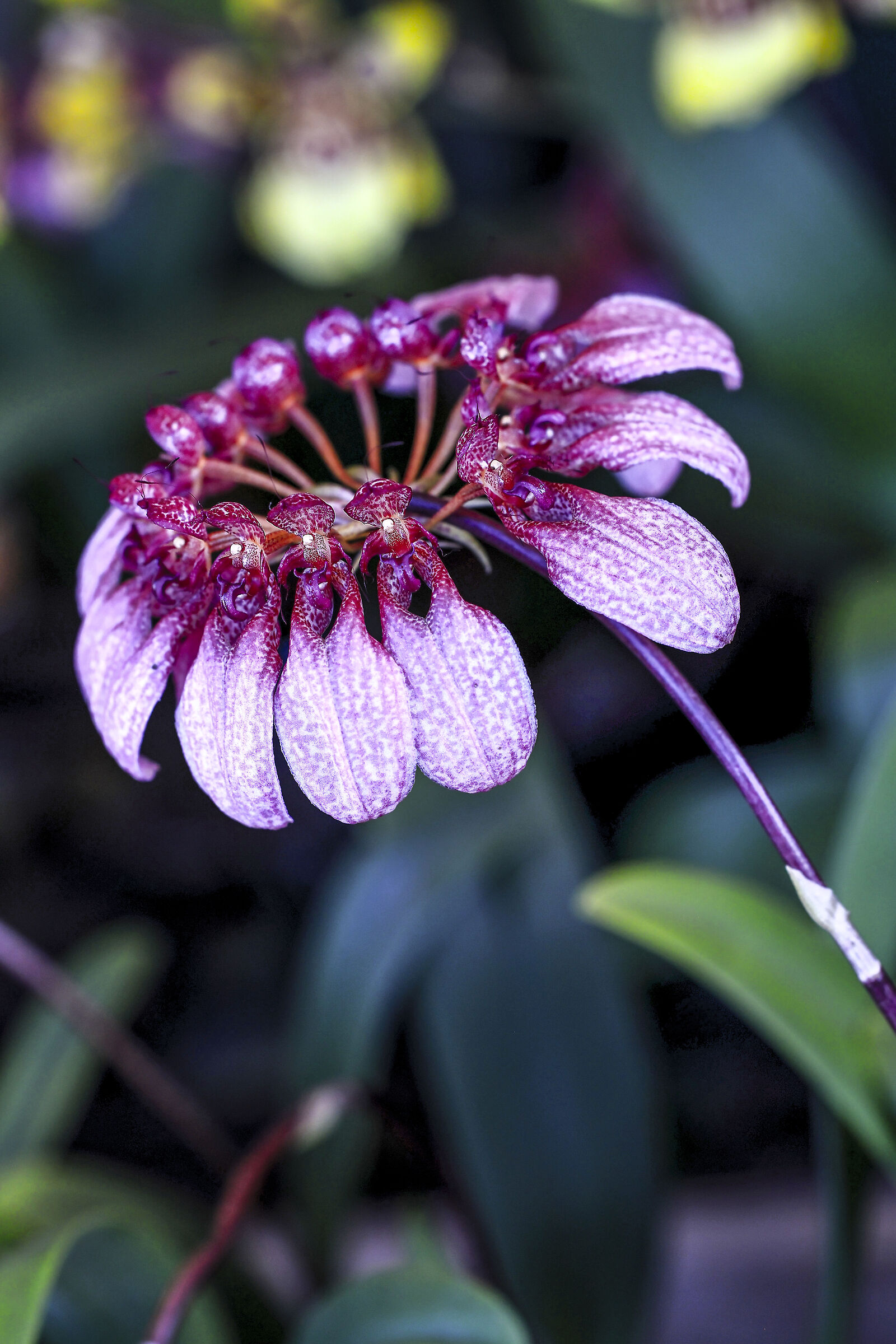Bulbophyllum Corolliferum.