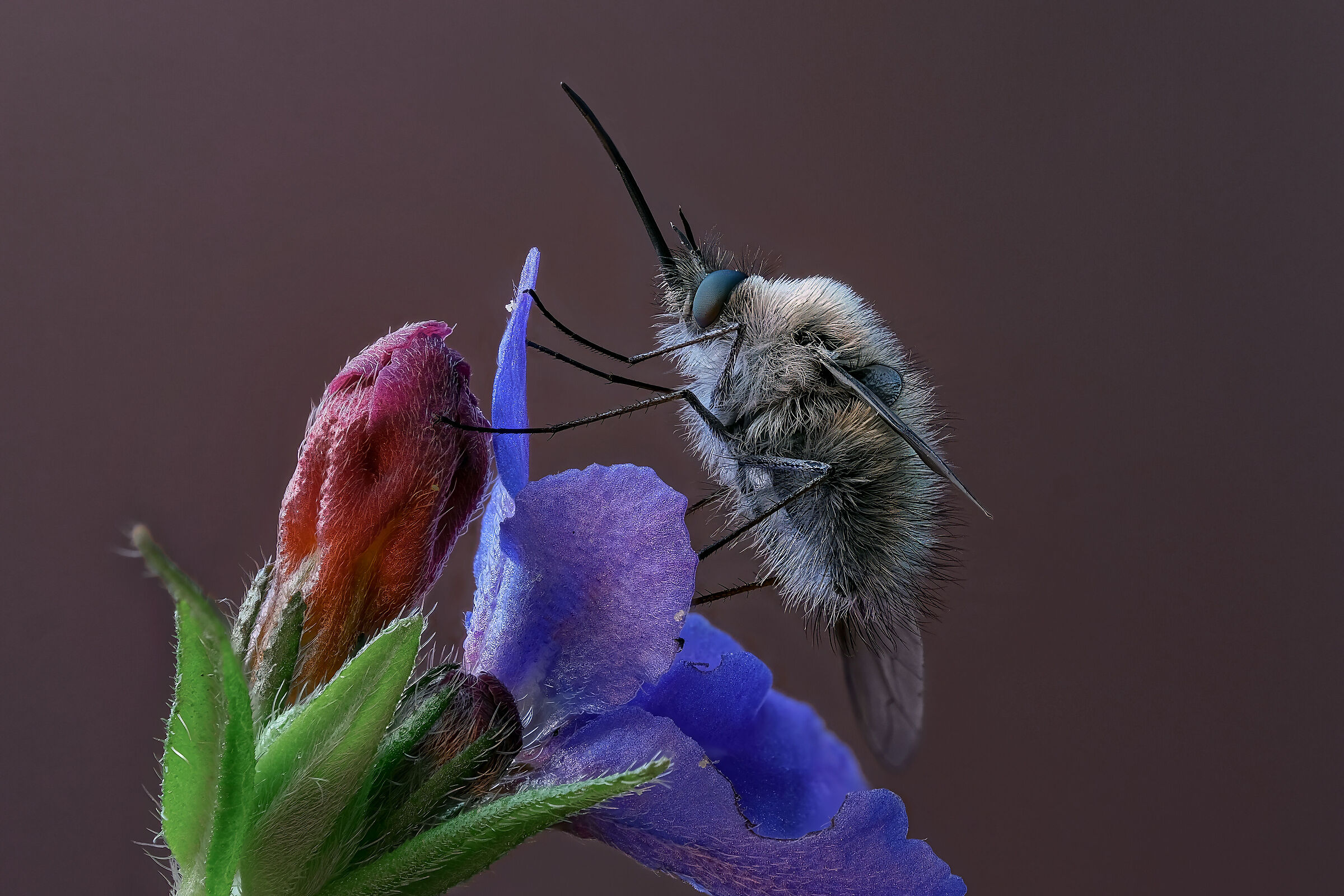Bombylius cinerascens