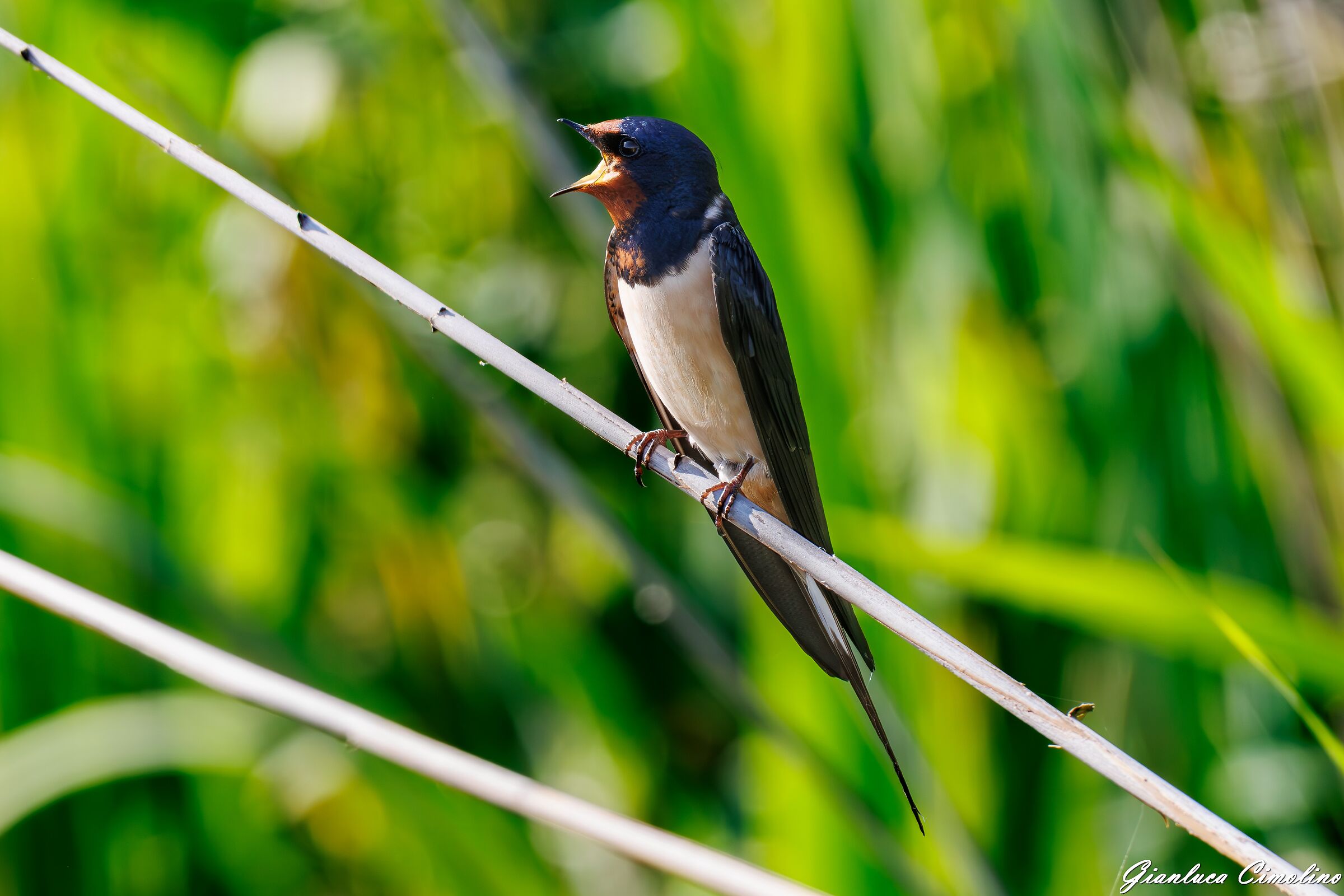 Rondine, Hirundo Rustica