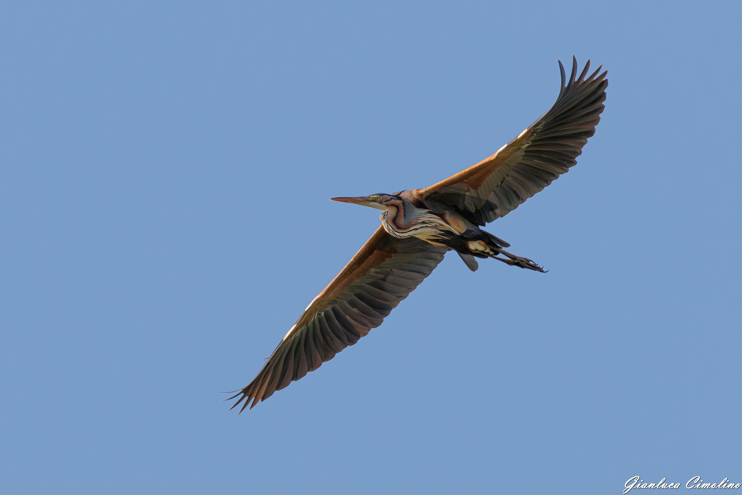 Airone Rosso, Ardea Purpurea