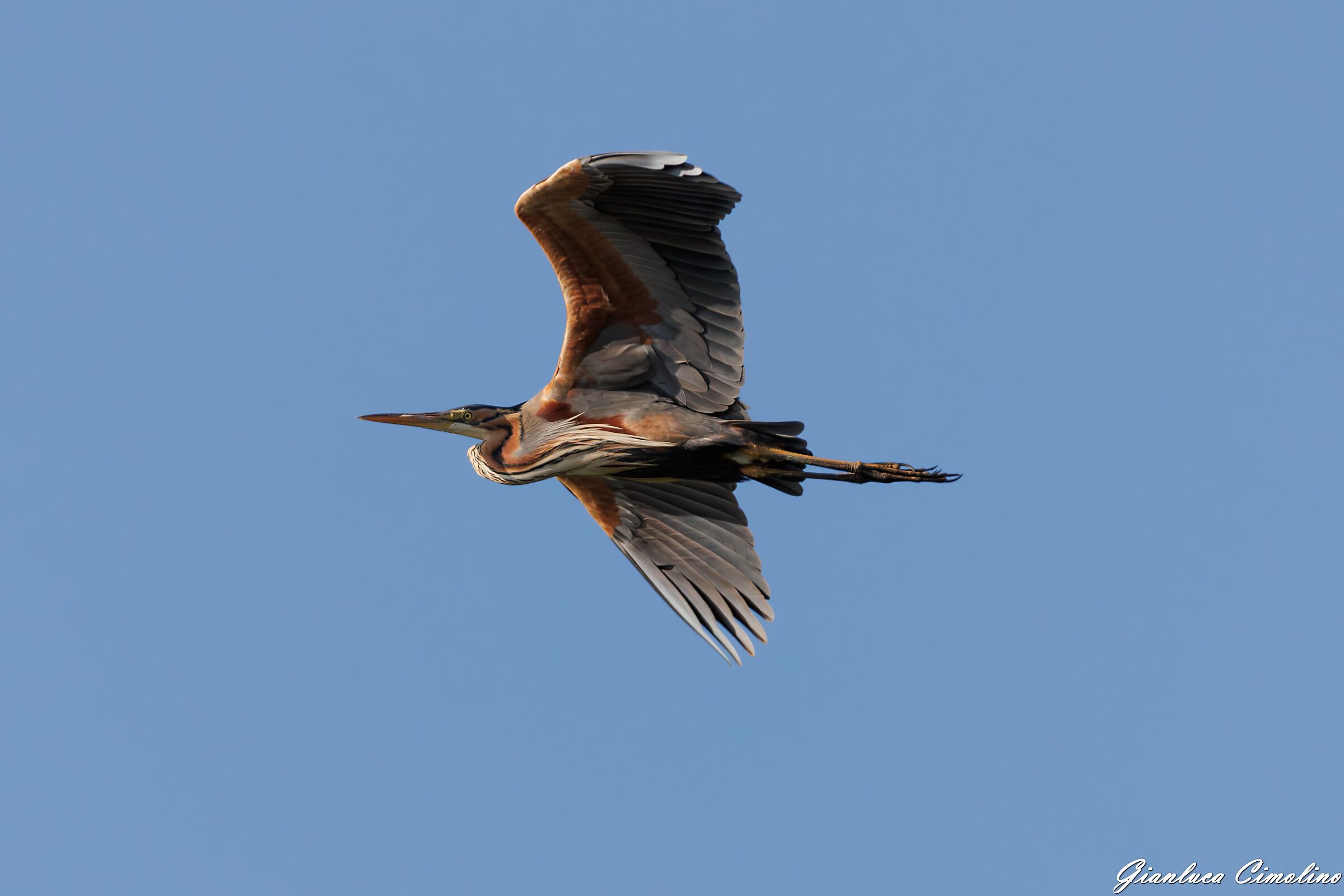 Airone Rosso, Ardea Purpurea