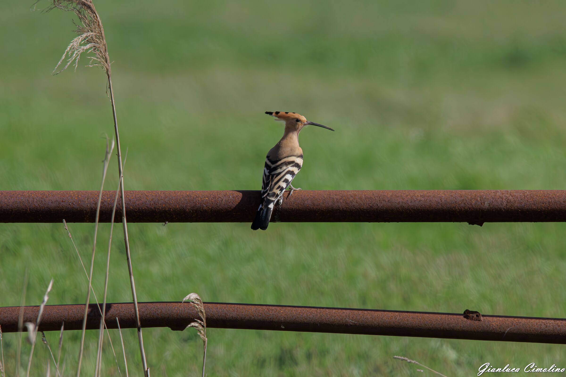 Hoopoe, Hoopoe Epops