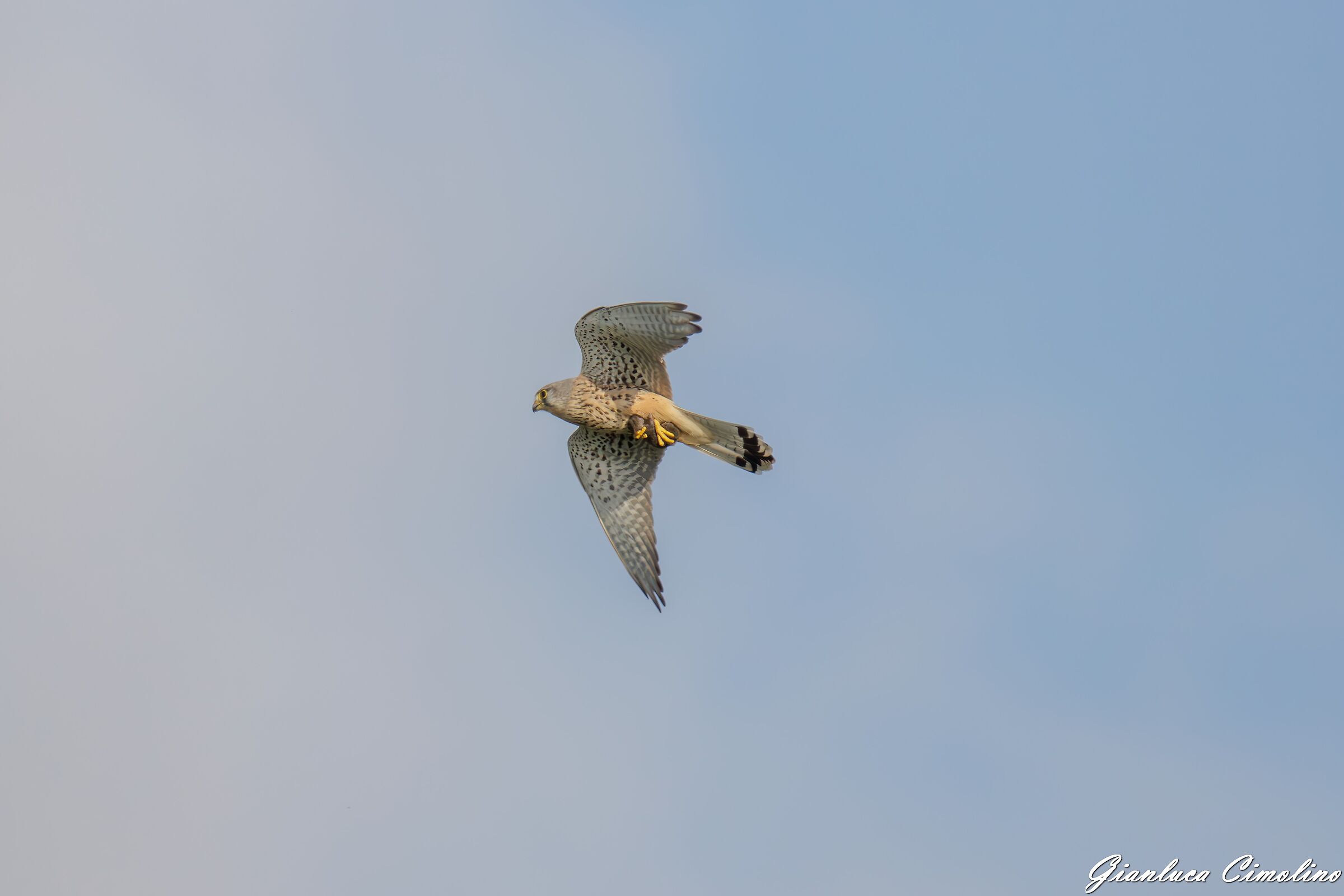 Gheppio con preda, Falco Tinnunculus