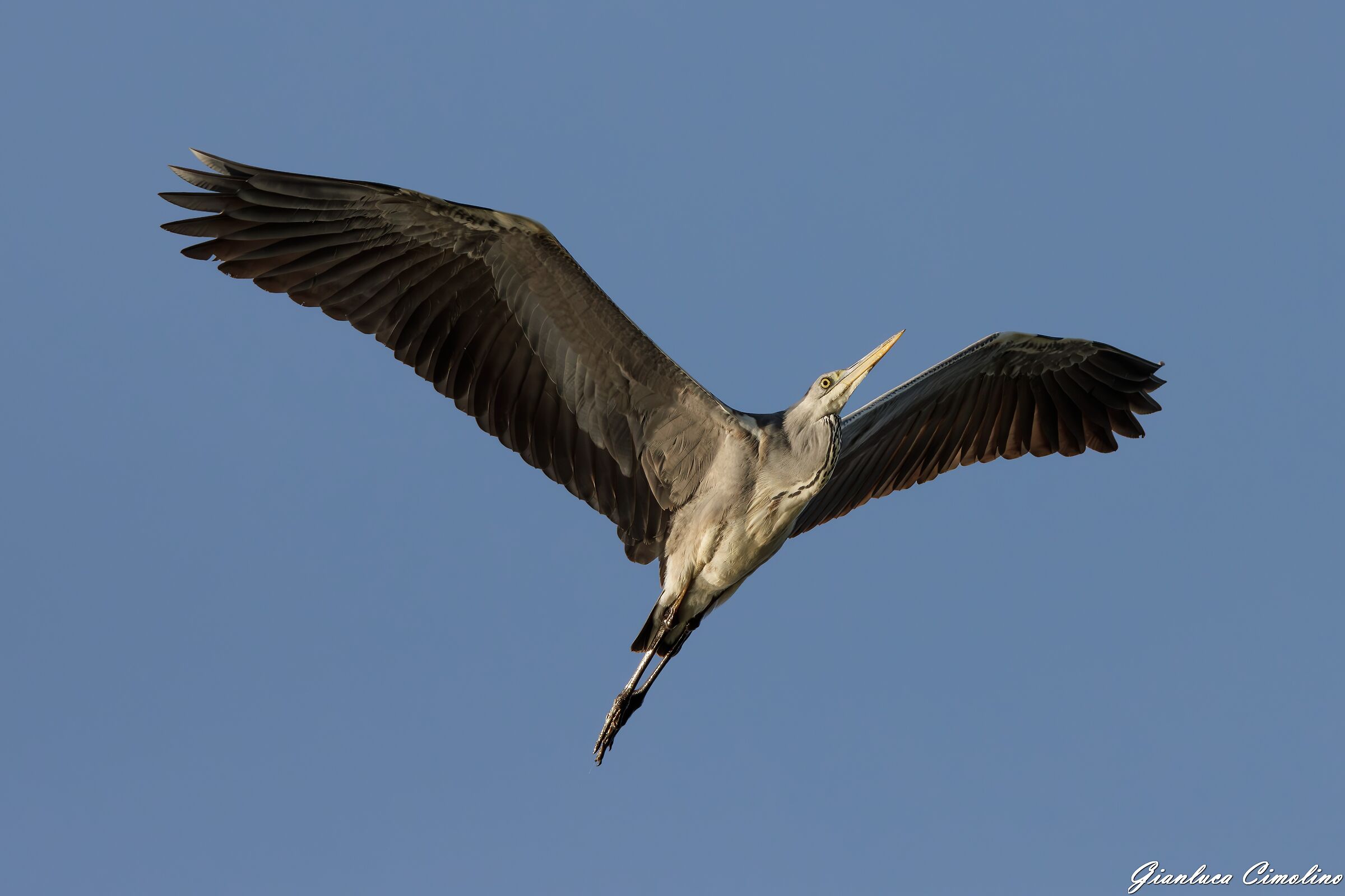 Airone Cenerino, Ardea Cinerea