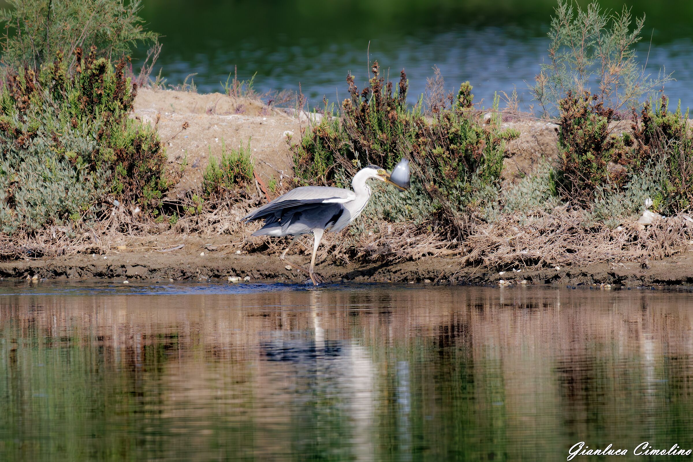 Airone Cenerino, Ardea Cinerea