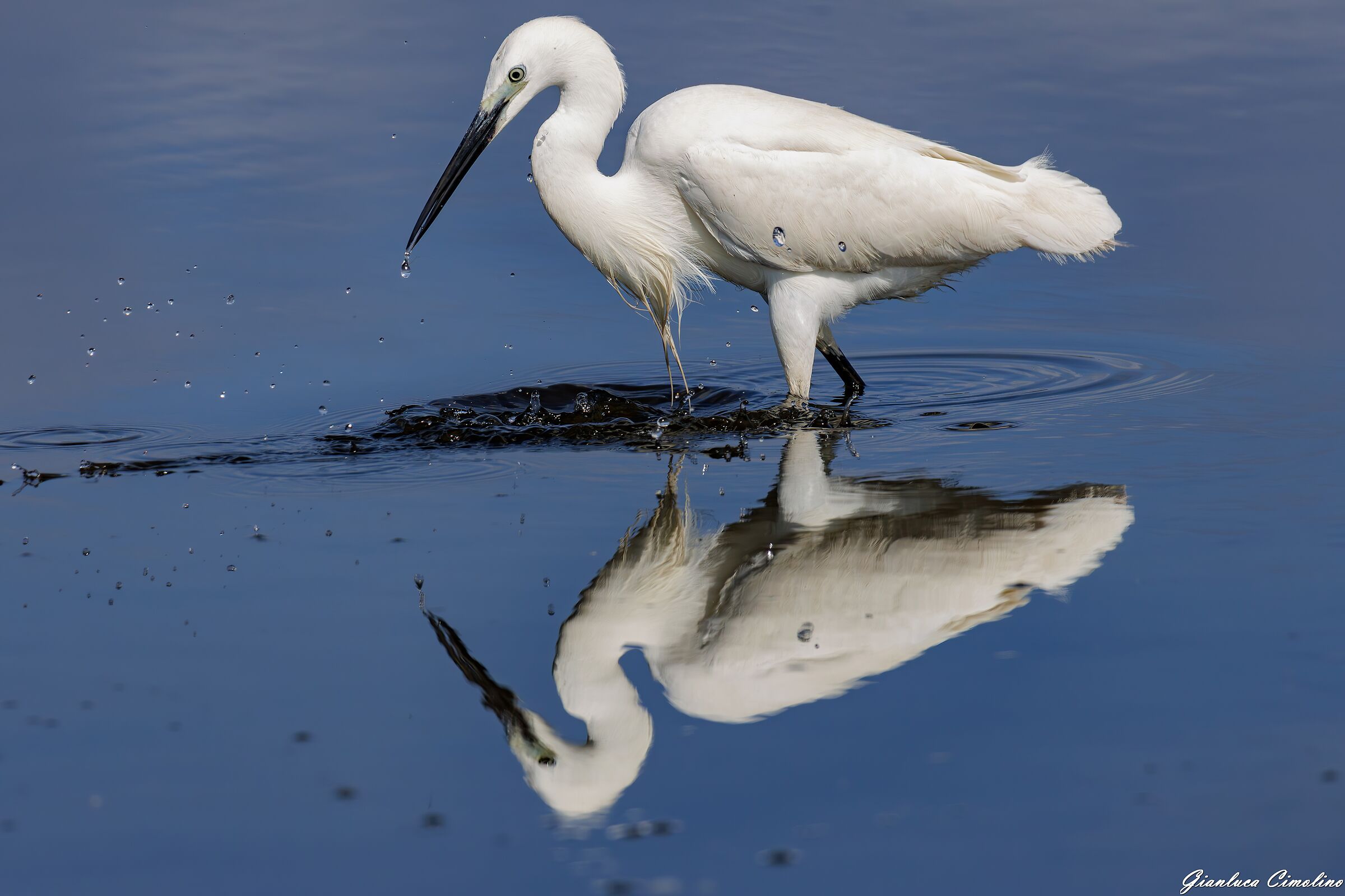 Garzetta, Egretta Garzetta