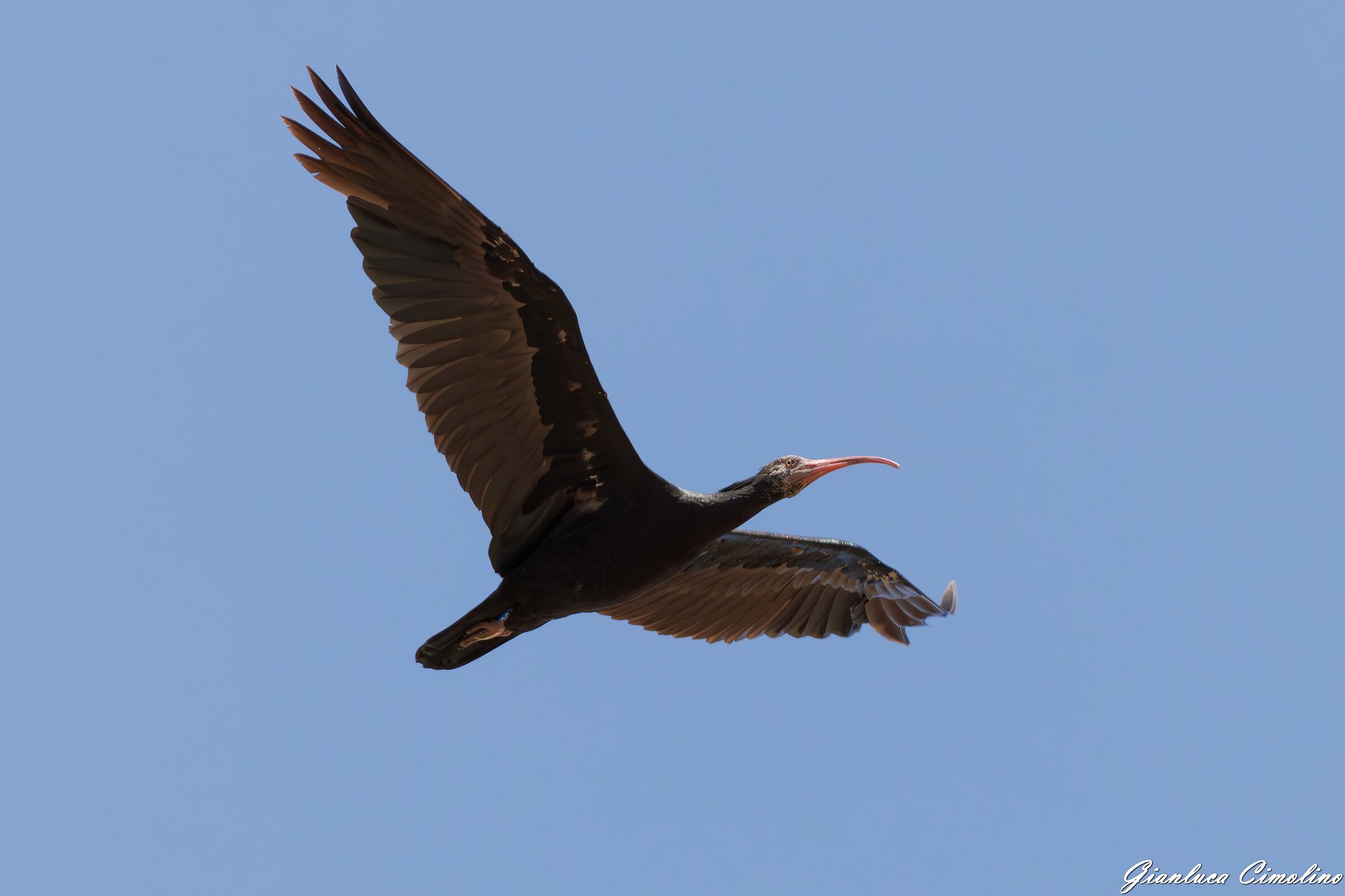 Ibis Eremita, Geronticus Eremita